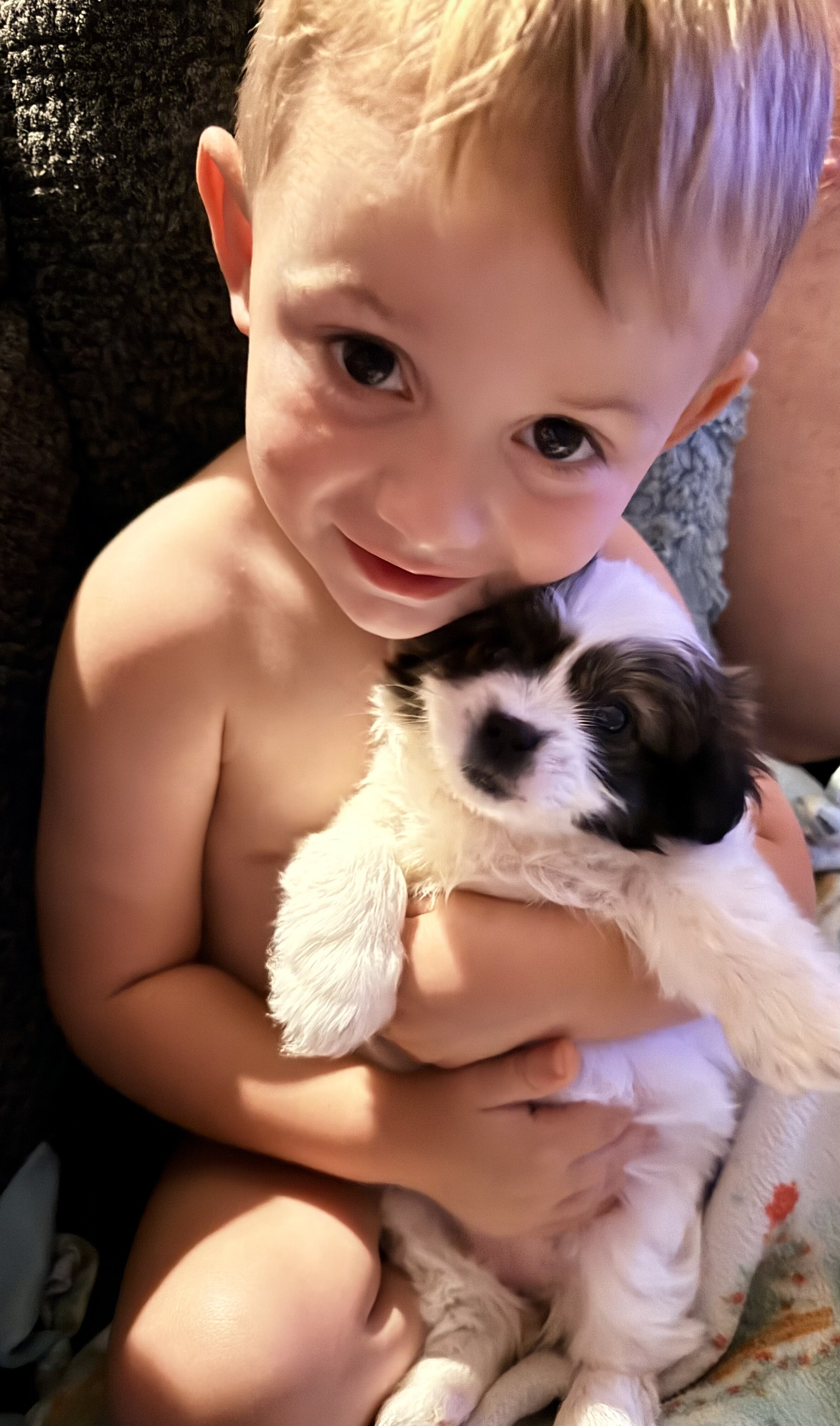 Lhasa Apso/ Mini American Eskipoo image 5