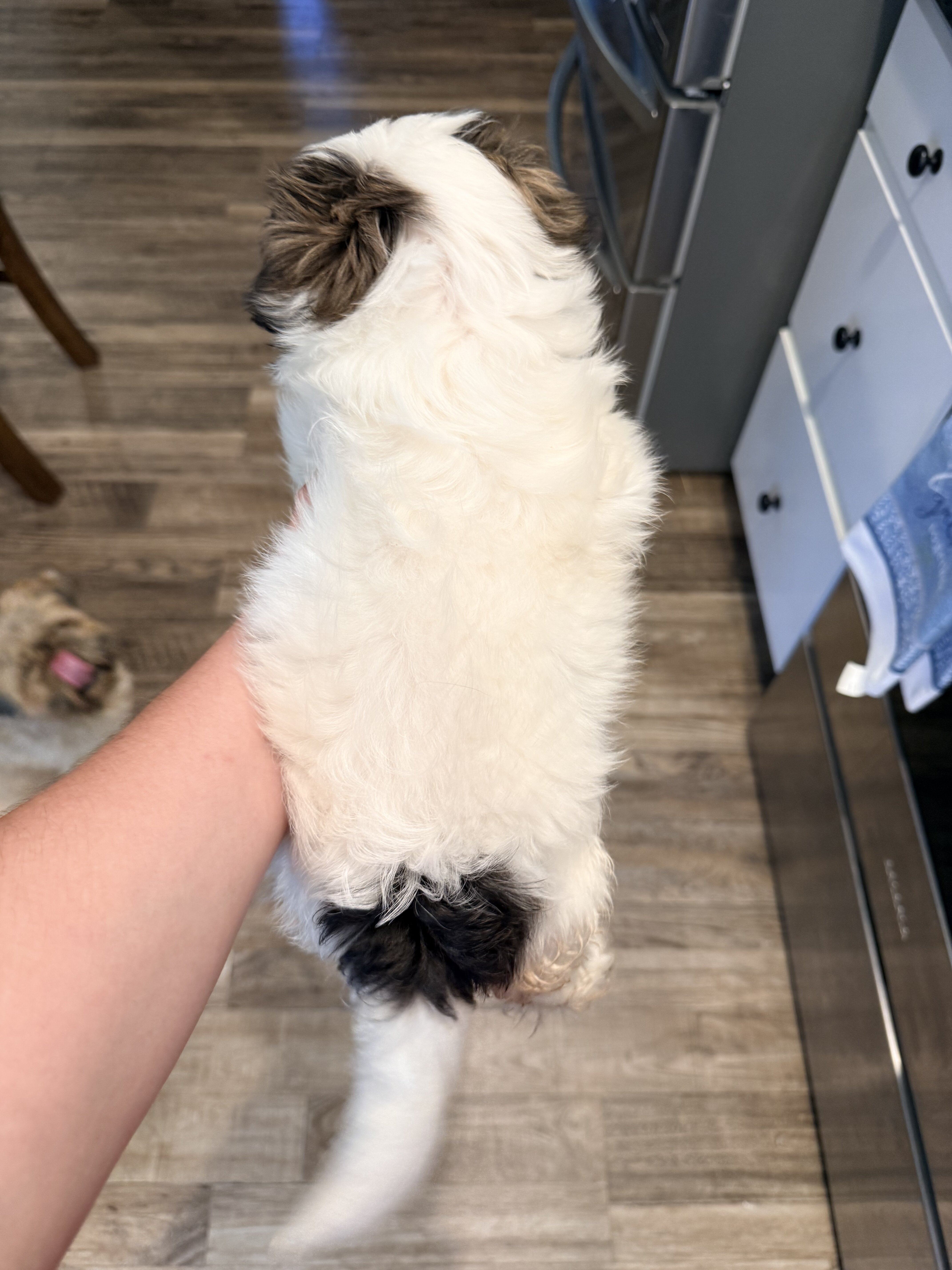 Lhasa Apso/ Mini American Eskipoo image 4