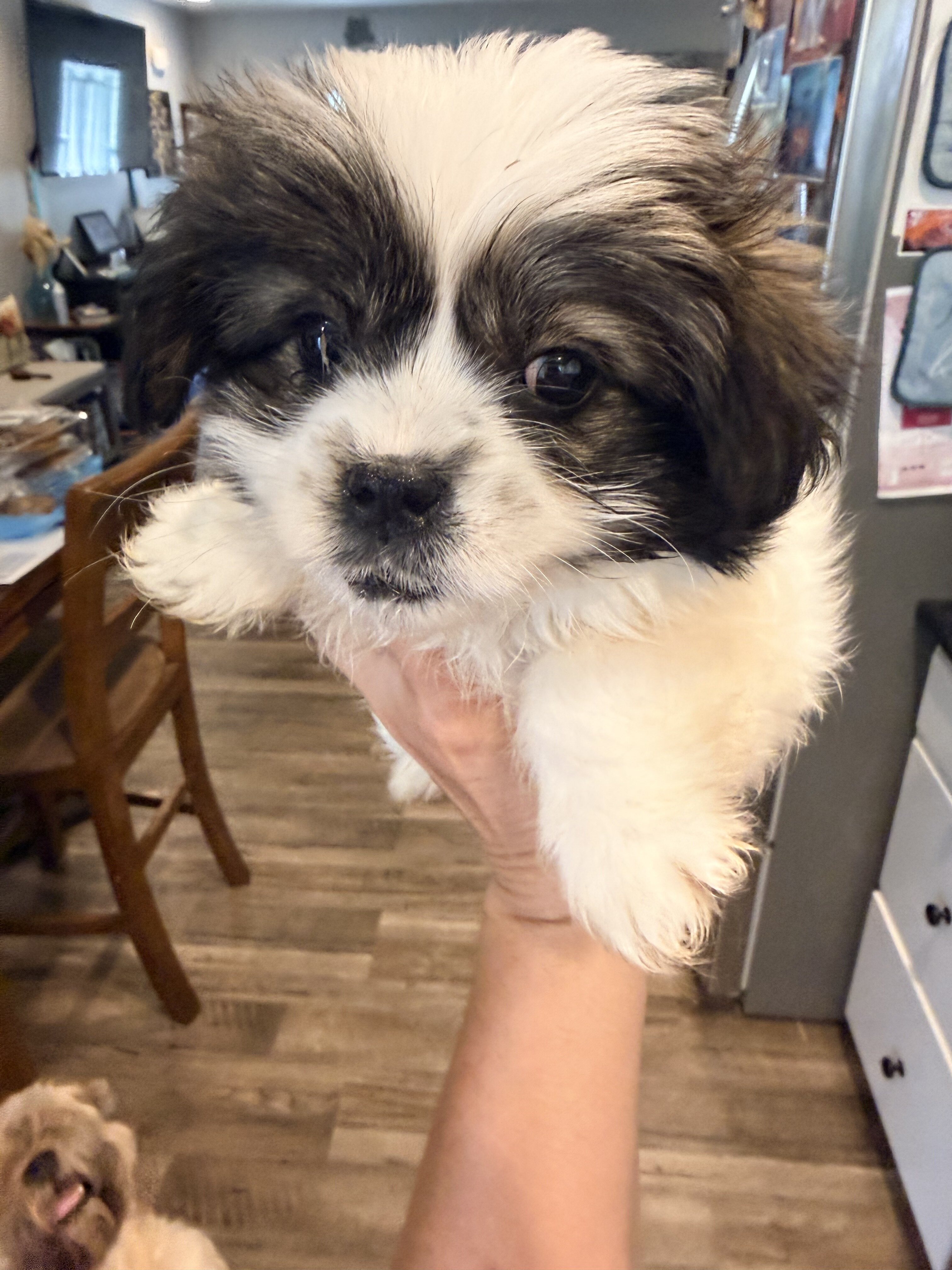 Lhasa Apso/ Mini American Eskipoo image 2