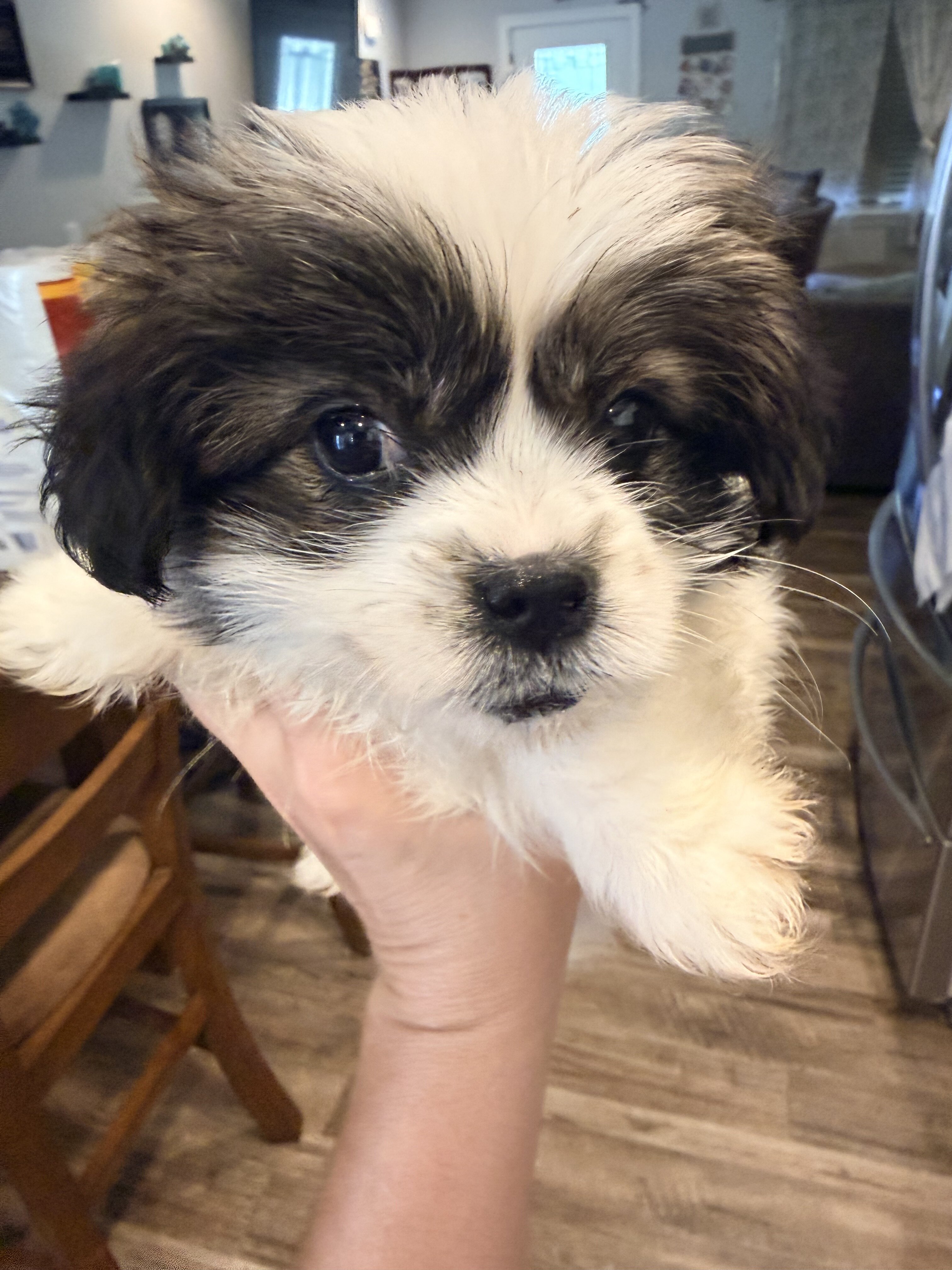 Lhasa Apso/ Mini American Eskipoo image 1