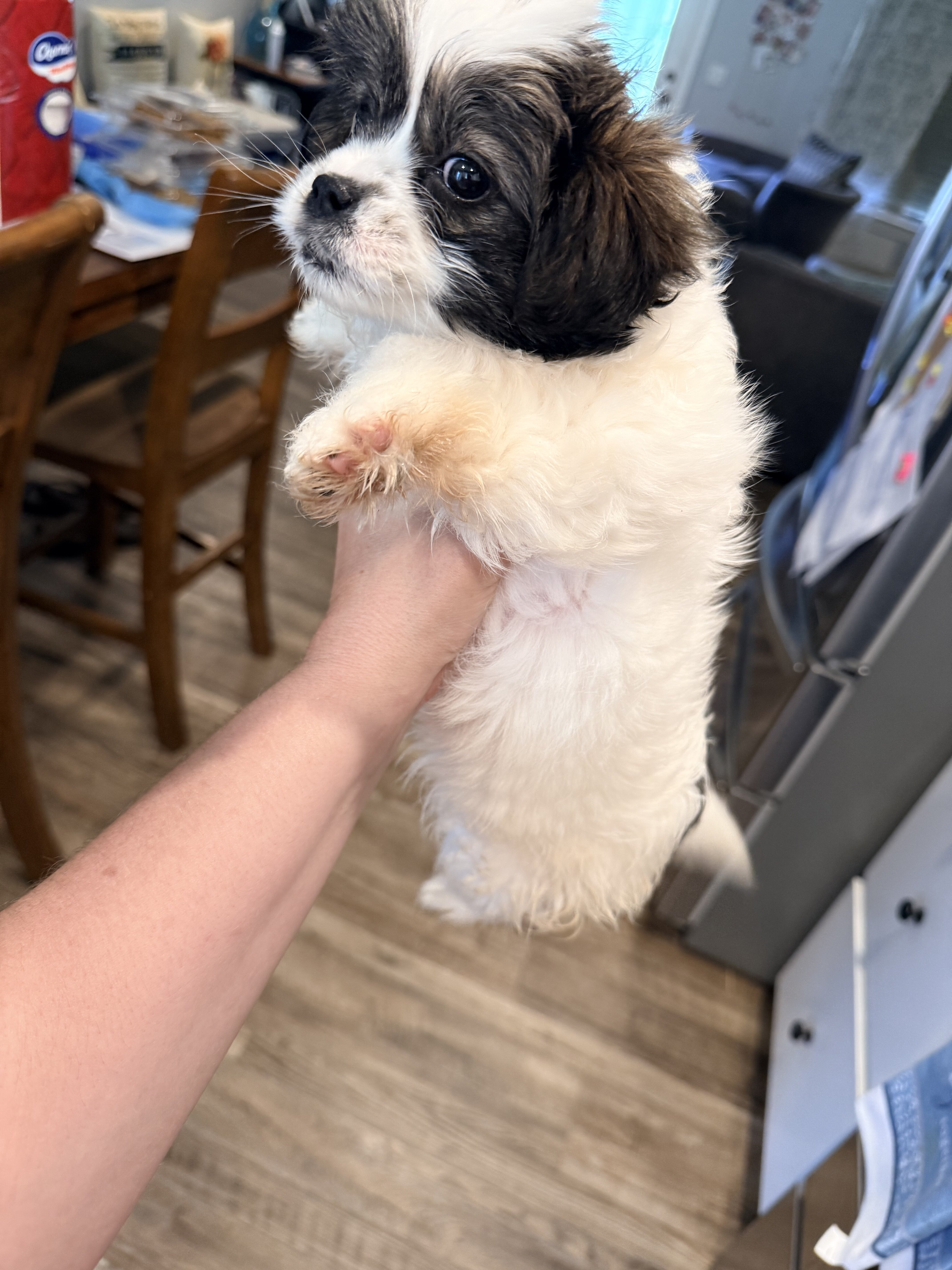 Lhasa Apso/ Mini American Eskipoo image 3