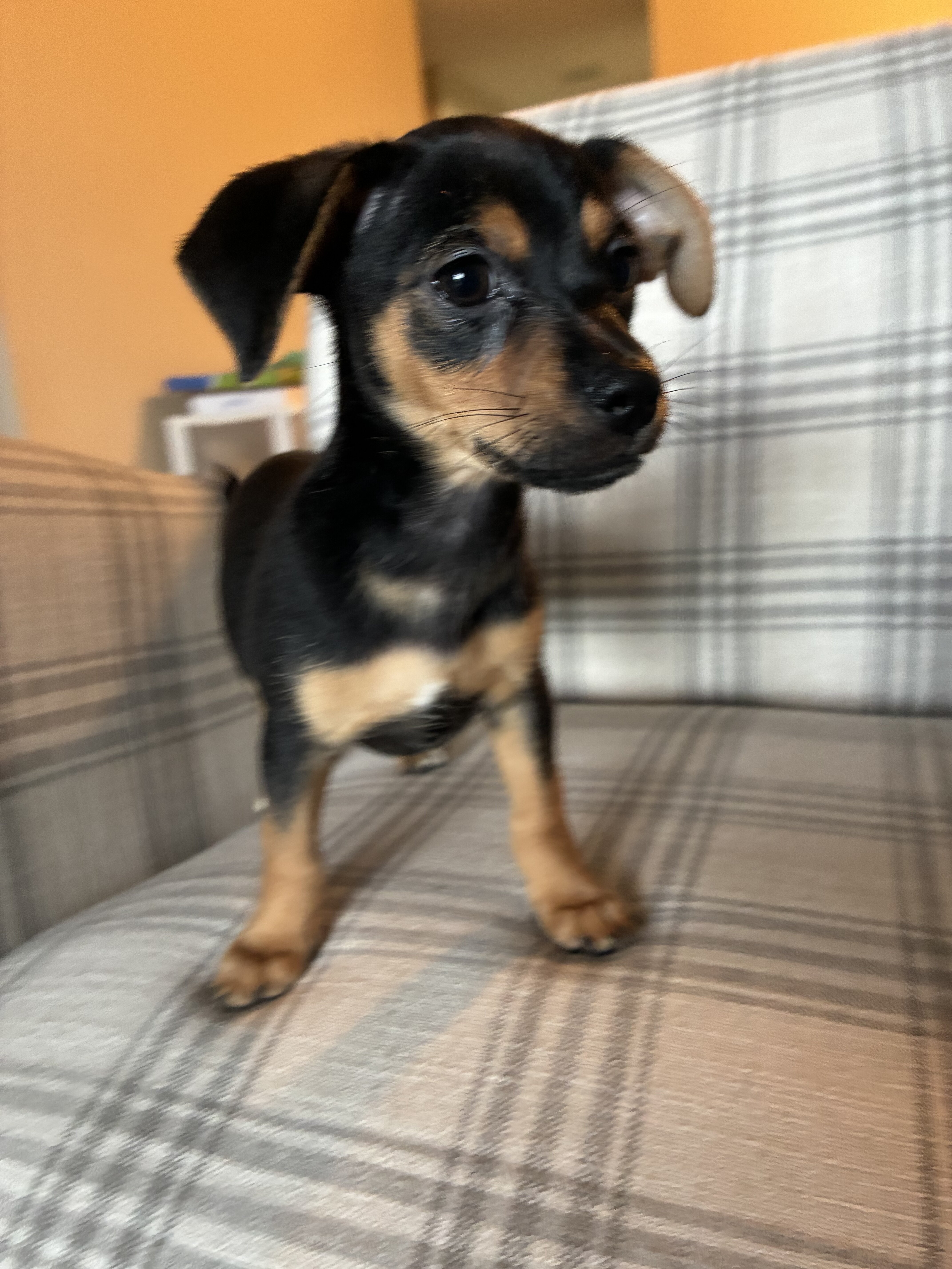 Puppies image 1