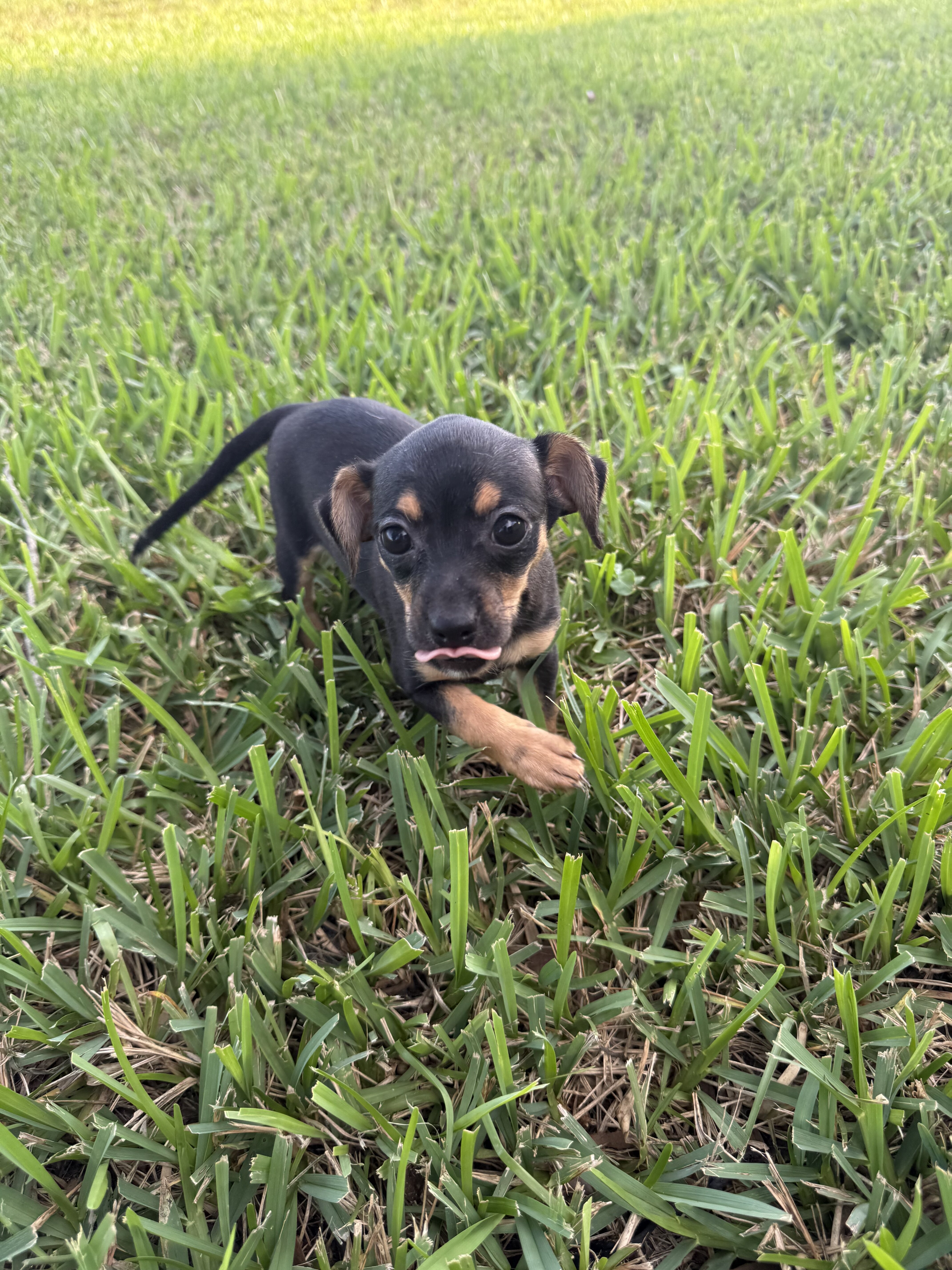 Puppies image 2