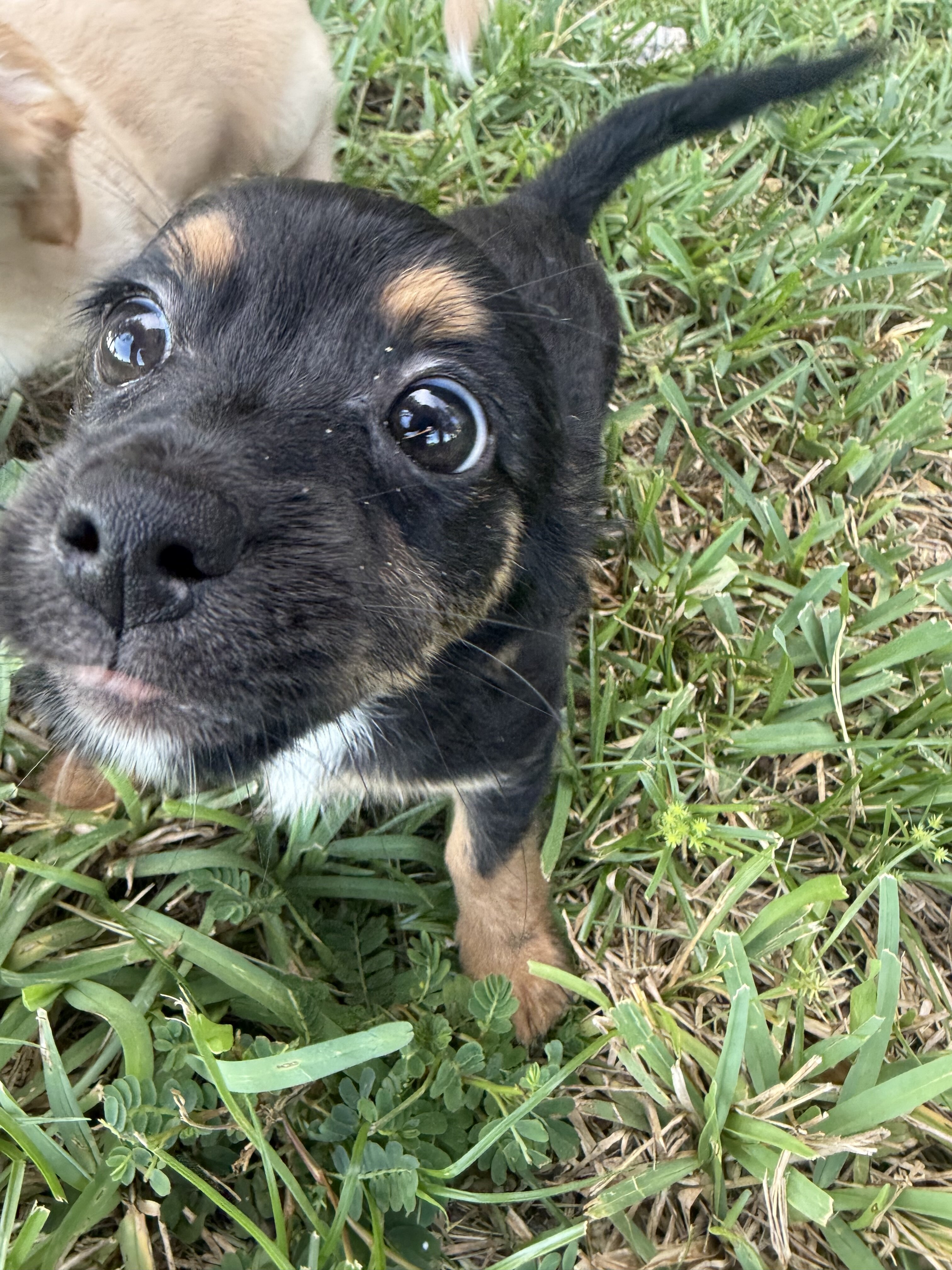 Puppies image 4