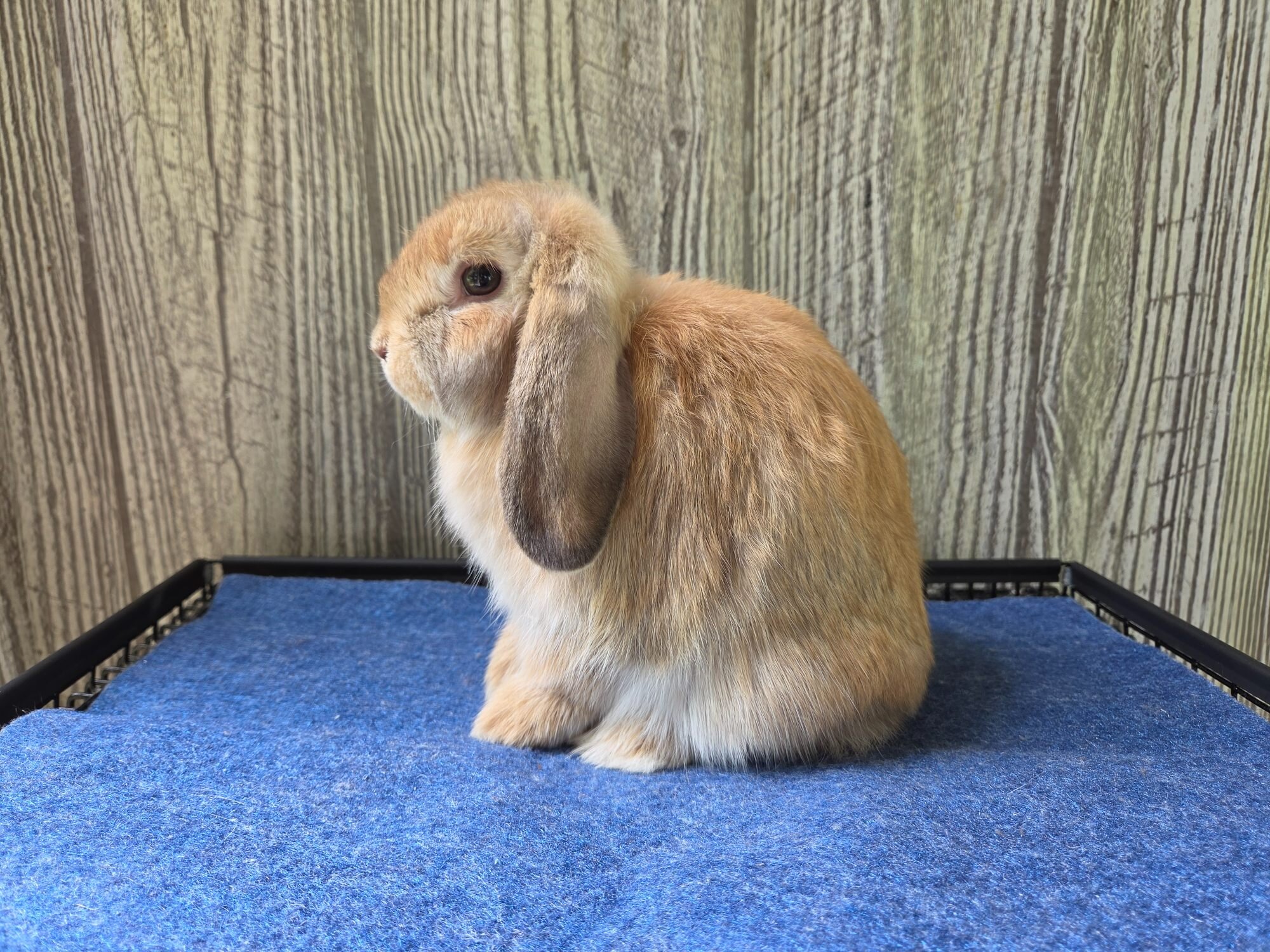 Holland Lop Rabbit image 6