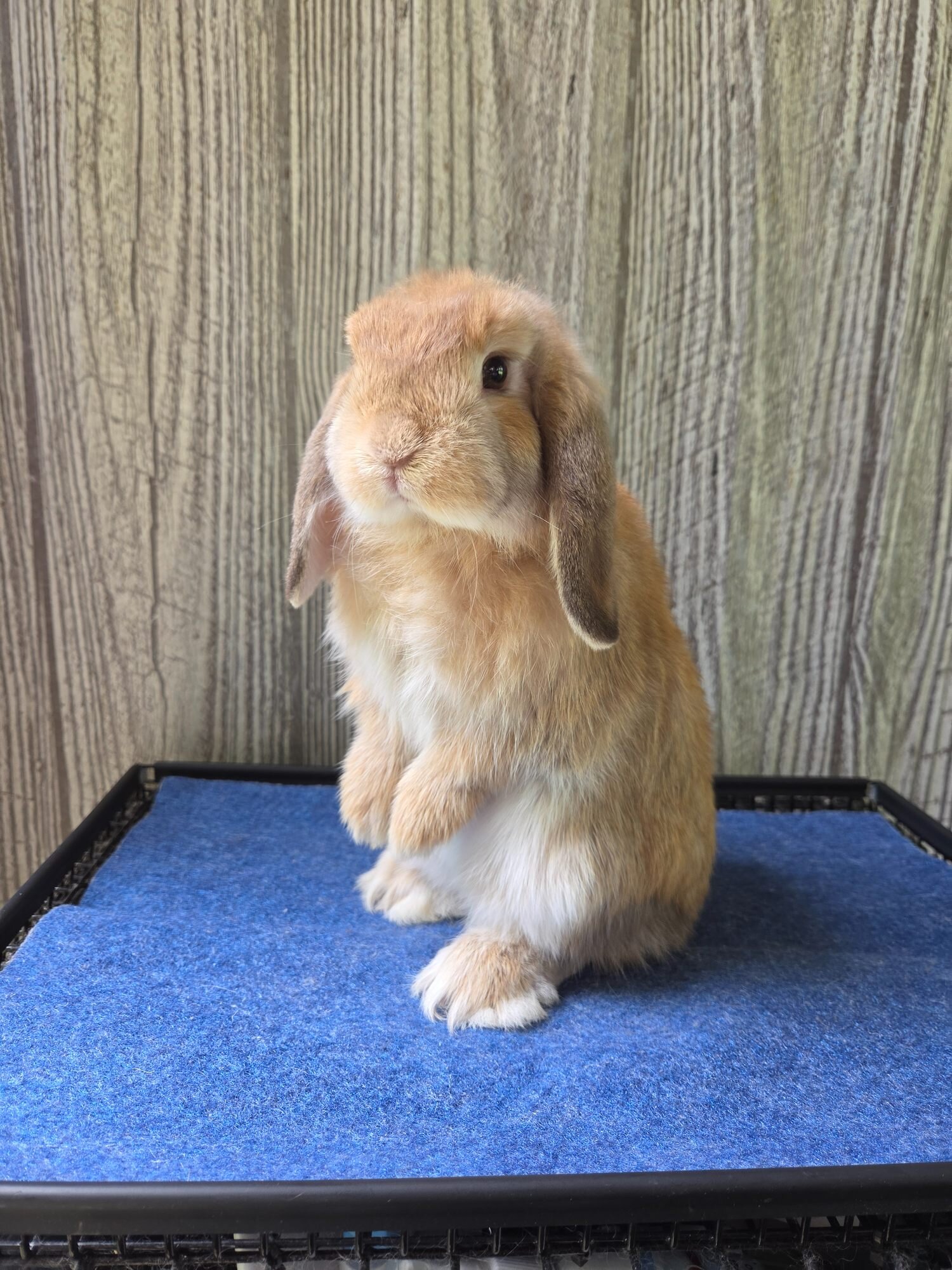 Holland Lop Rabbit image 3