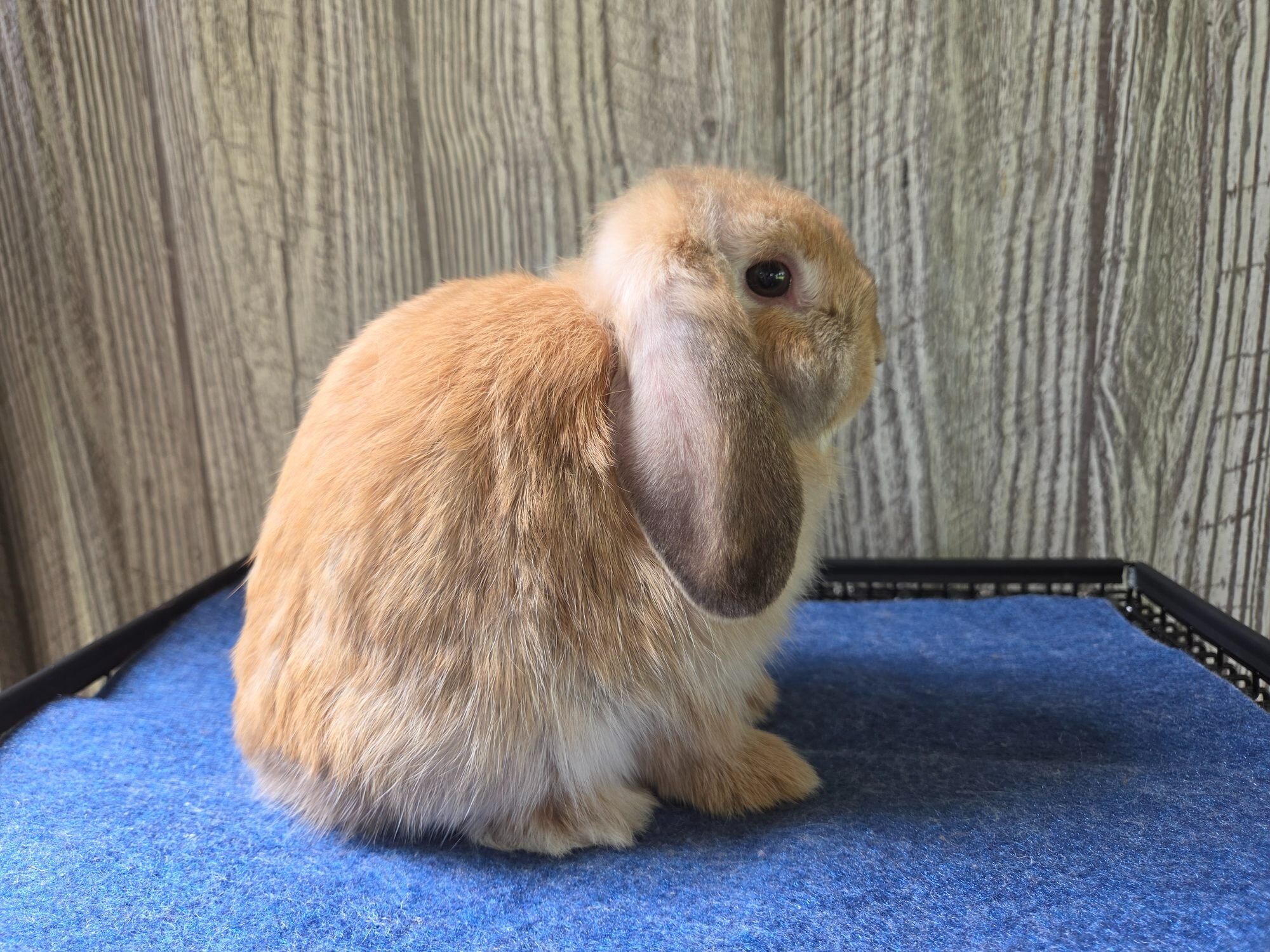 Holland Lop Rabbit image 5