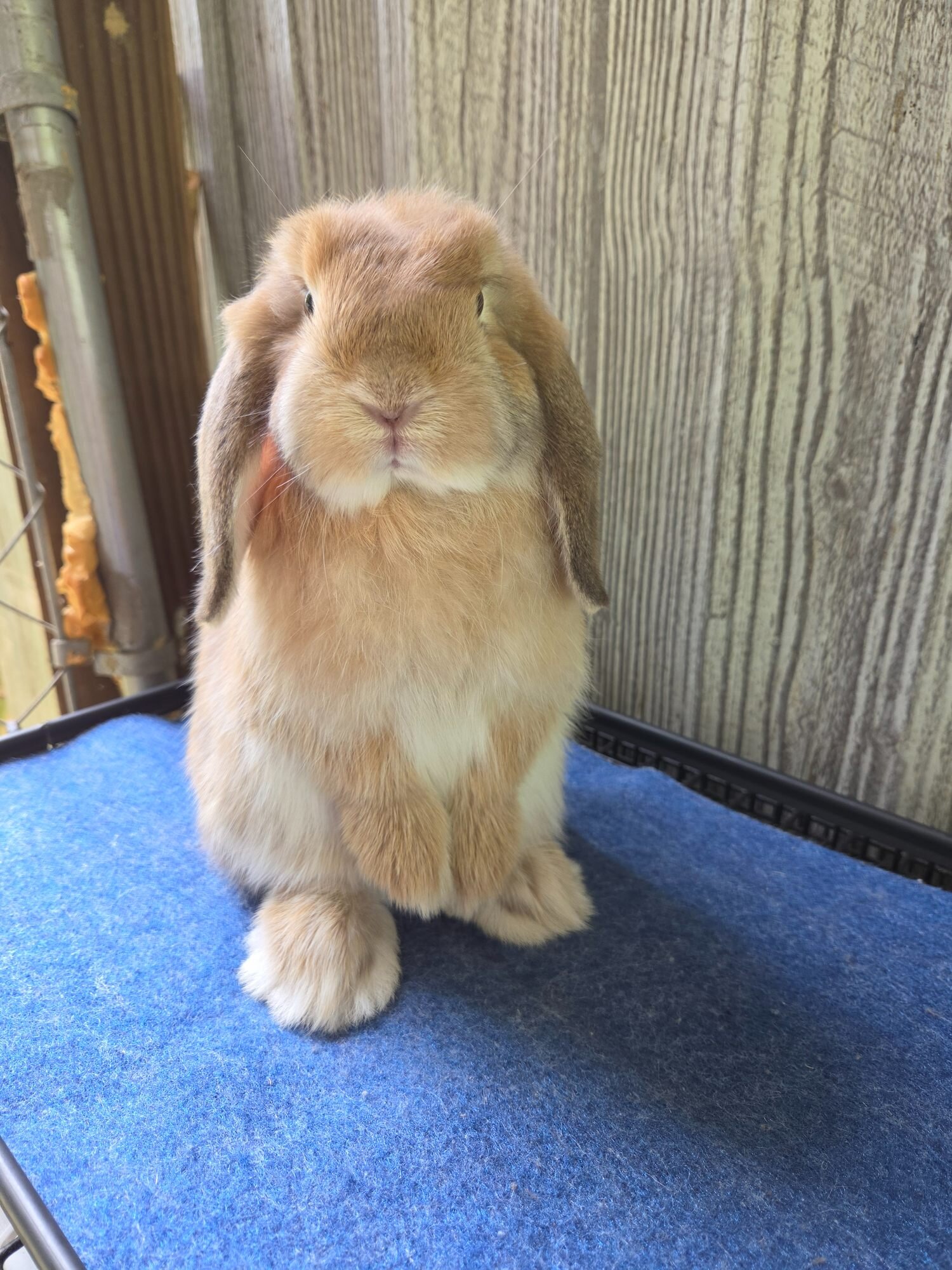 Holland Lop Rabbit image 2
