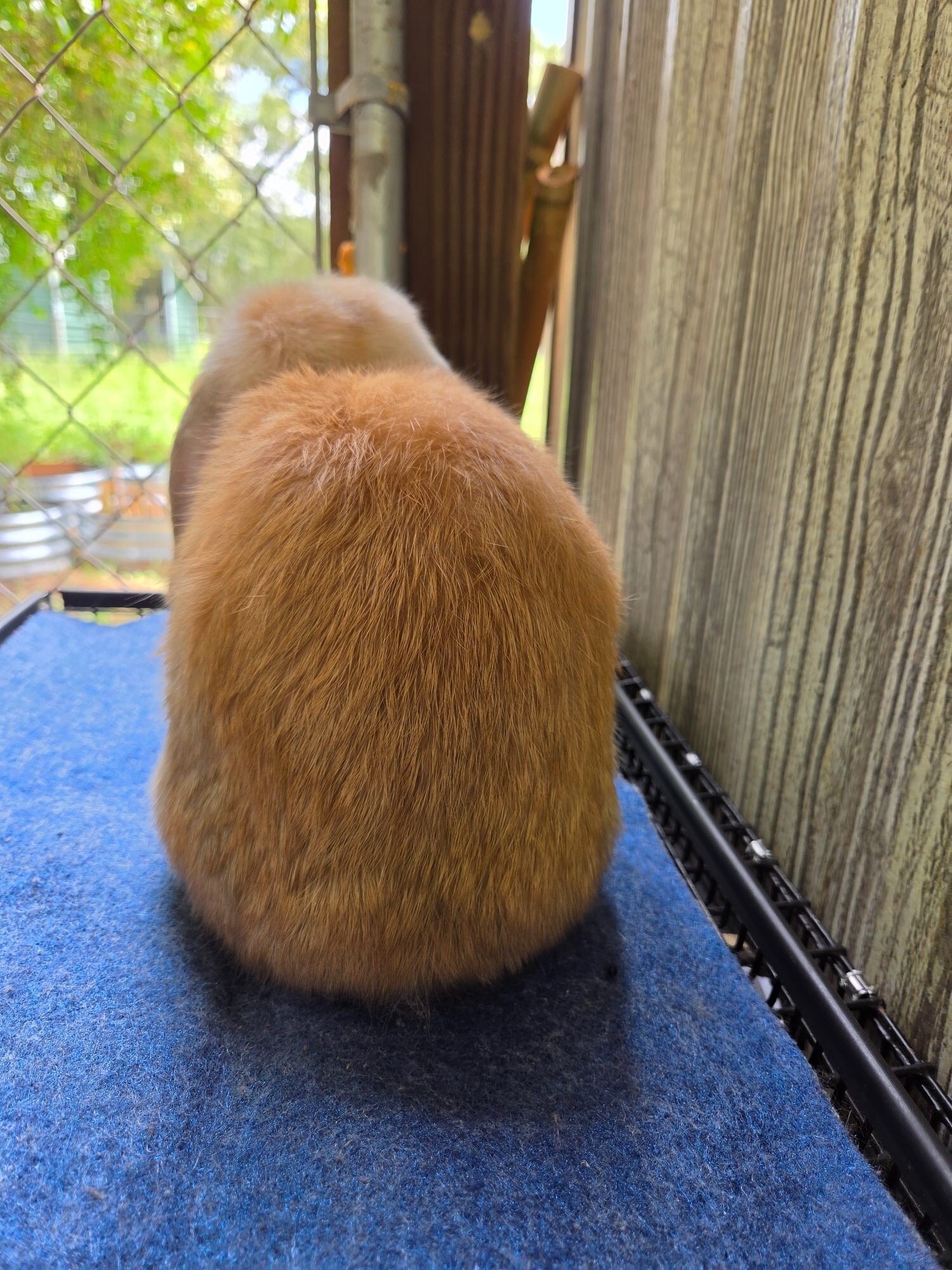 Holland Lop Rabbit image 9