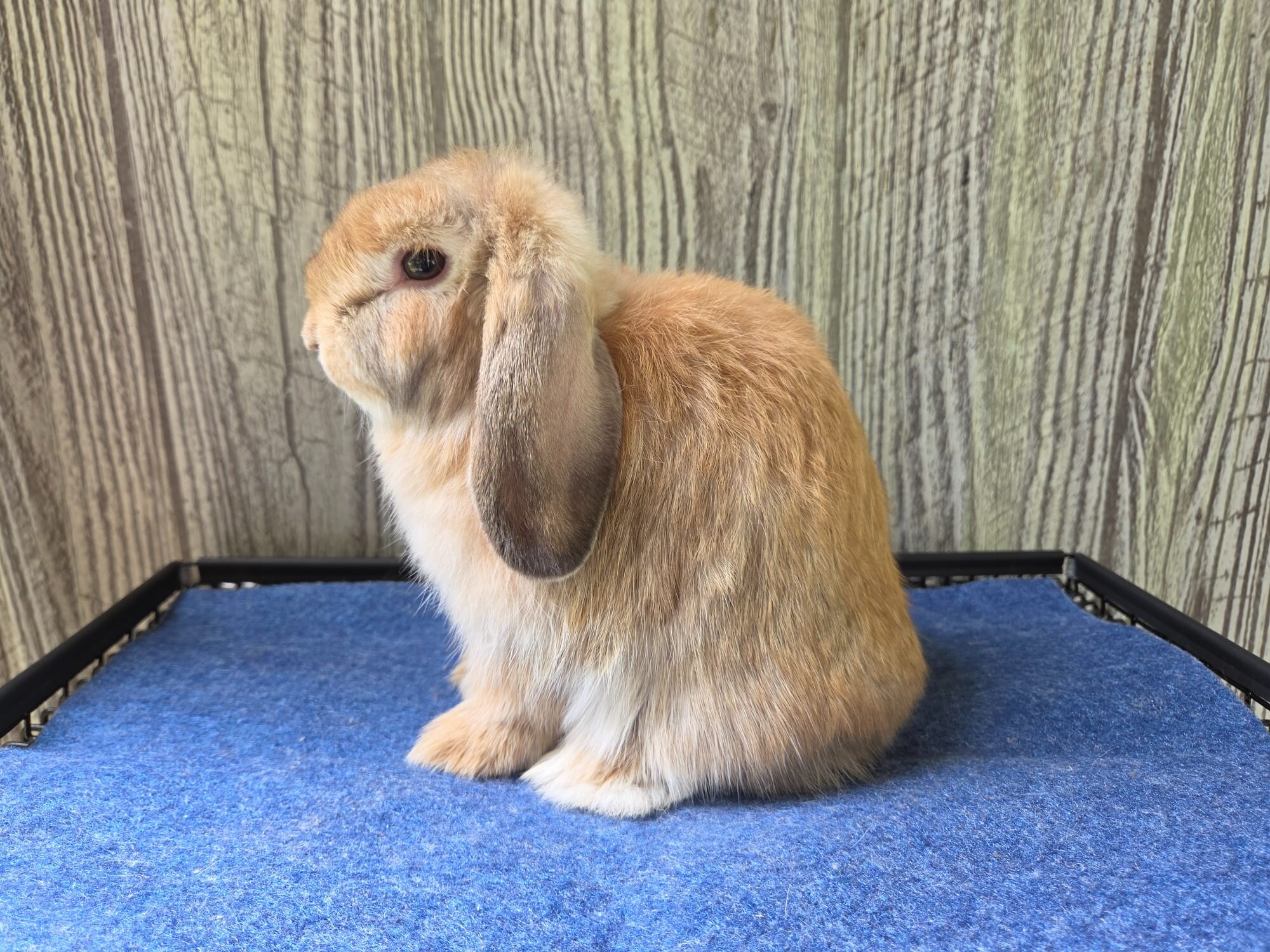 Holland Lop Rabbit image 7