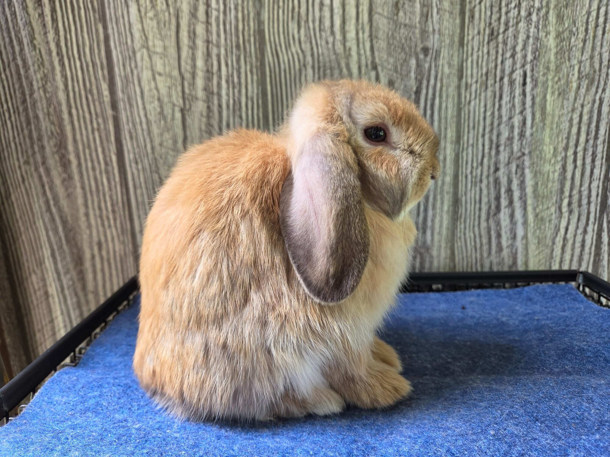Holland Lop Rabbit image 4