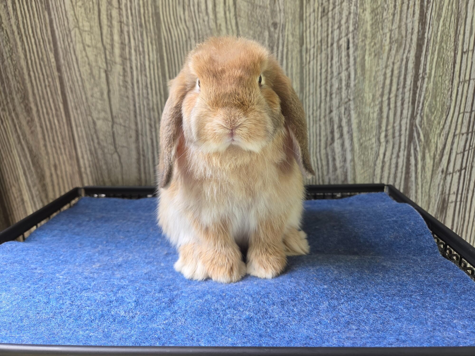 Holland Lop Rabbit image 1