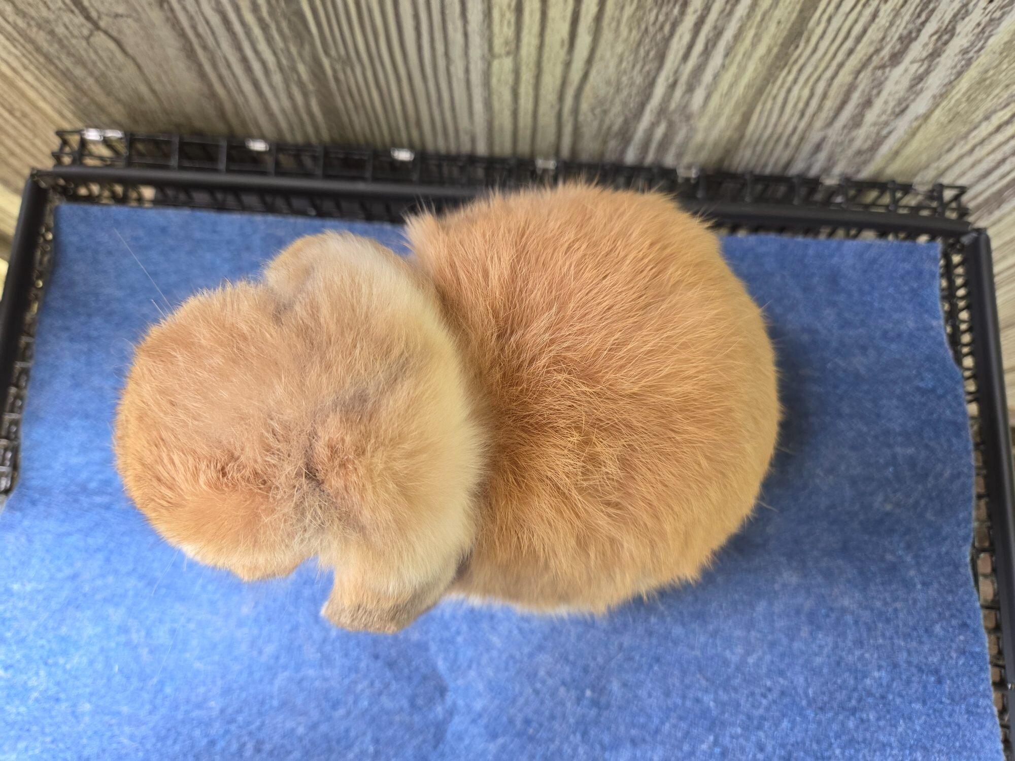 Holland Lop Rabbit image 8
