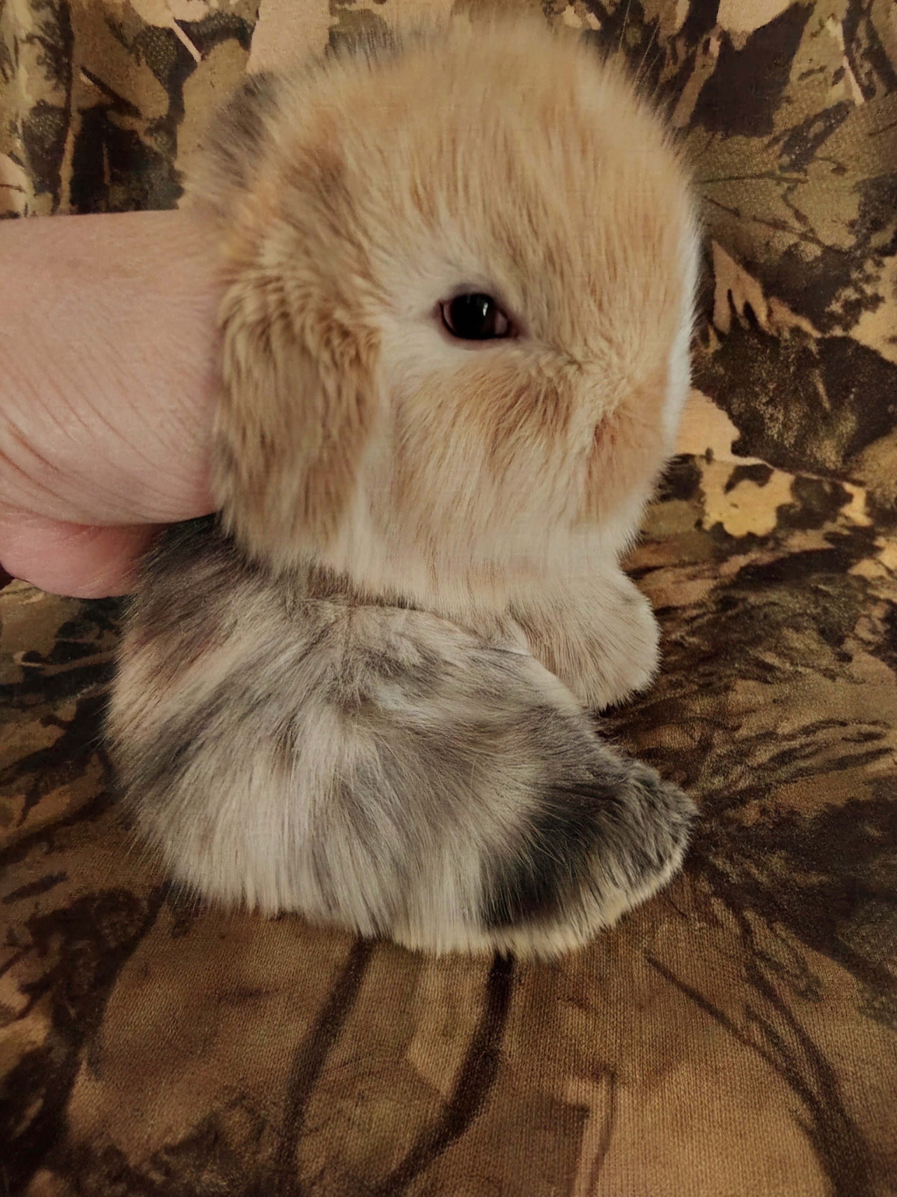 HOLLAND LOP DWARF BUNNIES image 3