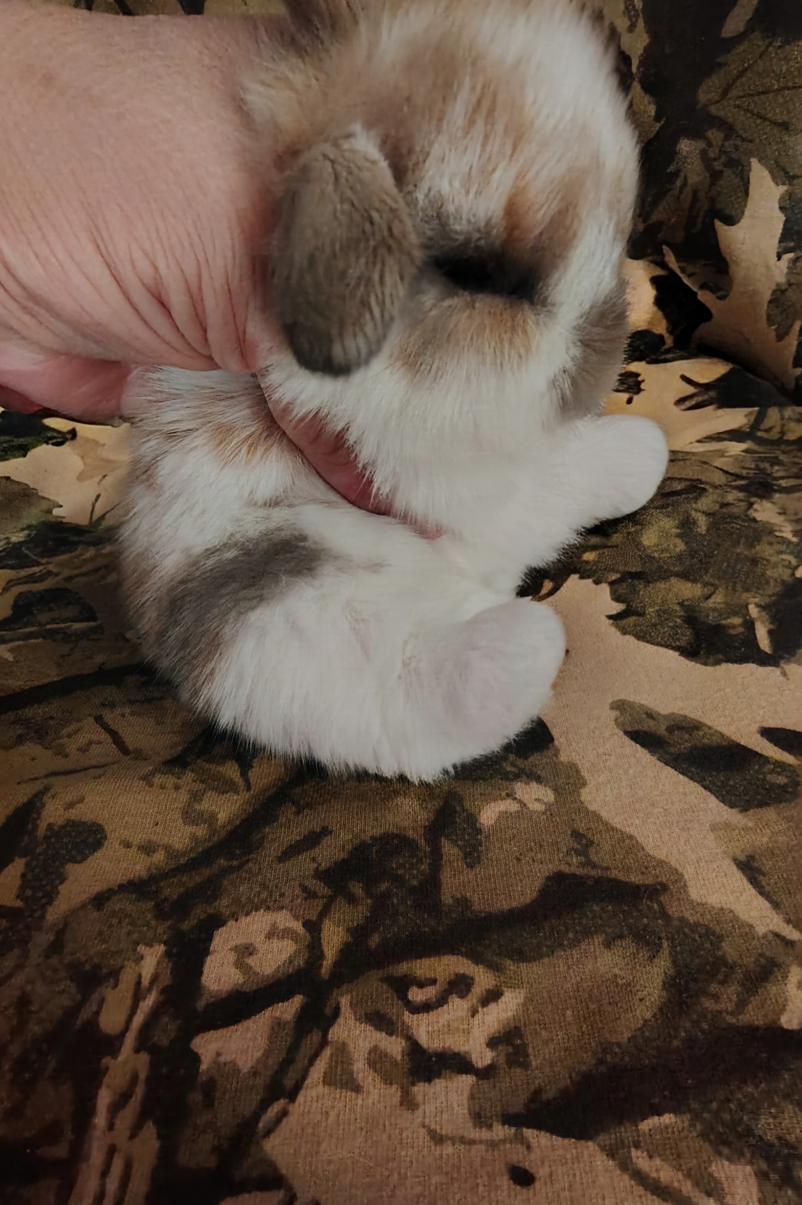 HOLLAND LOP DWARF BUNNIES image 2
