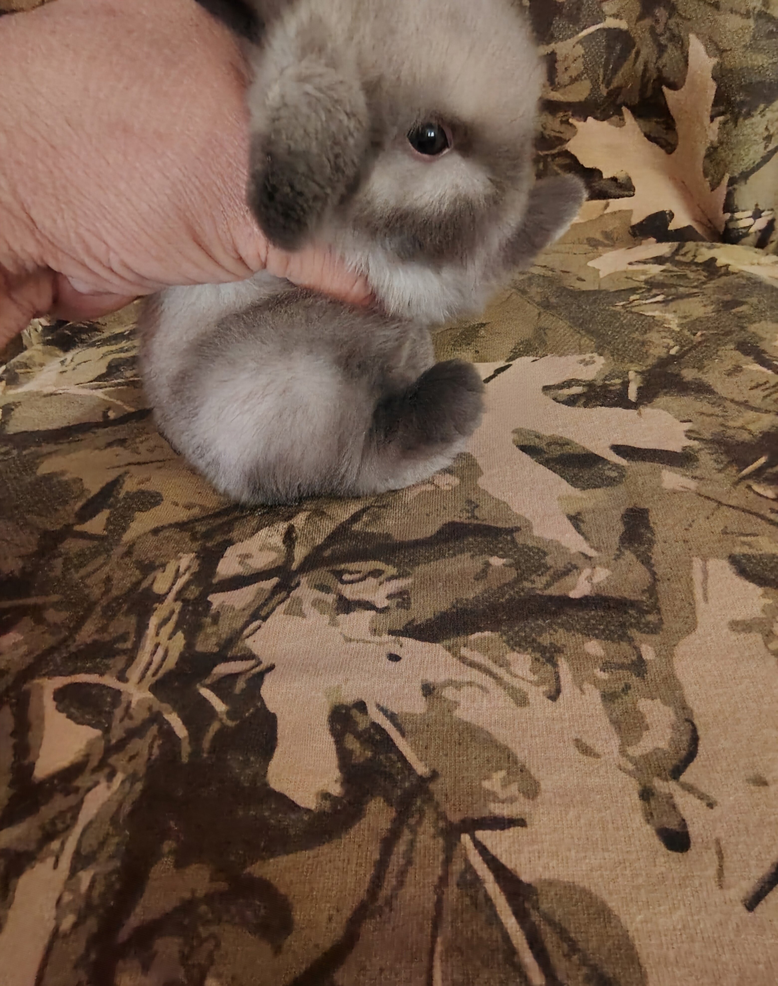 HOLLAND LOP DWARF BUNNIES image 1