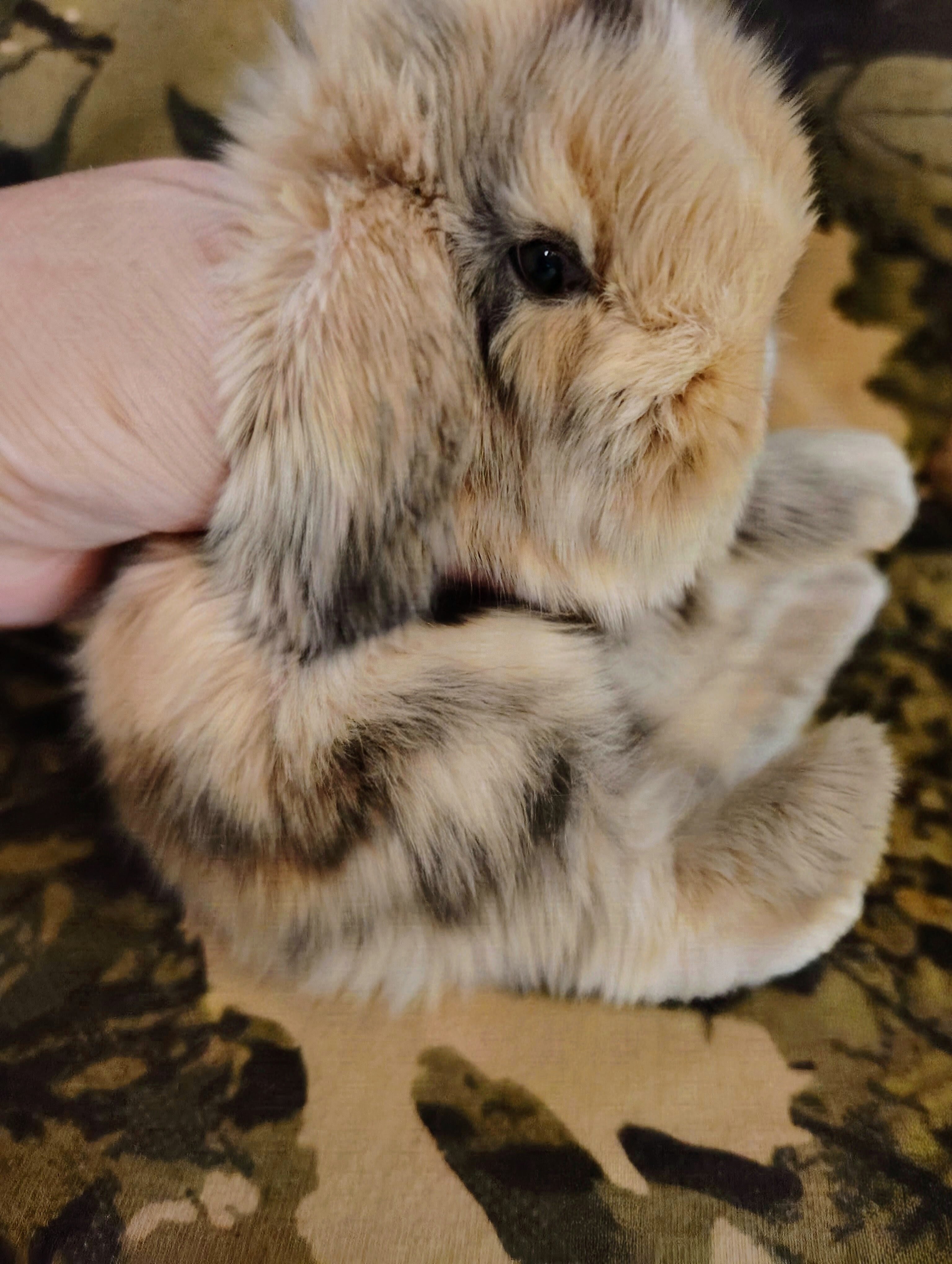 HOLLAND LOP DWARF BUNNIES image 4