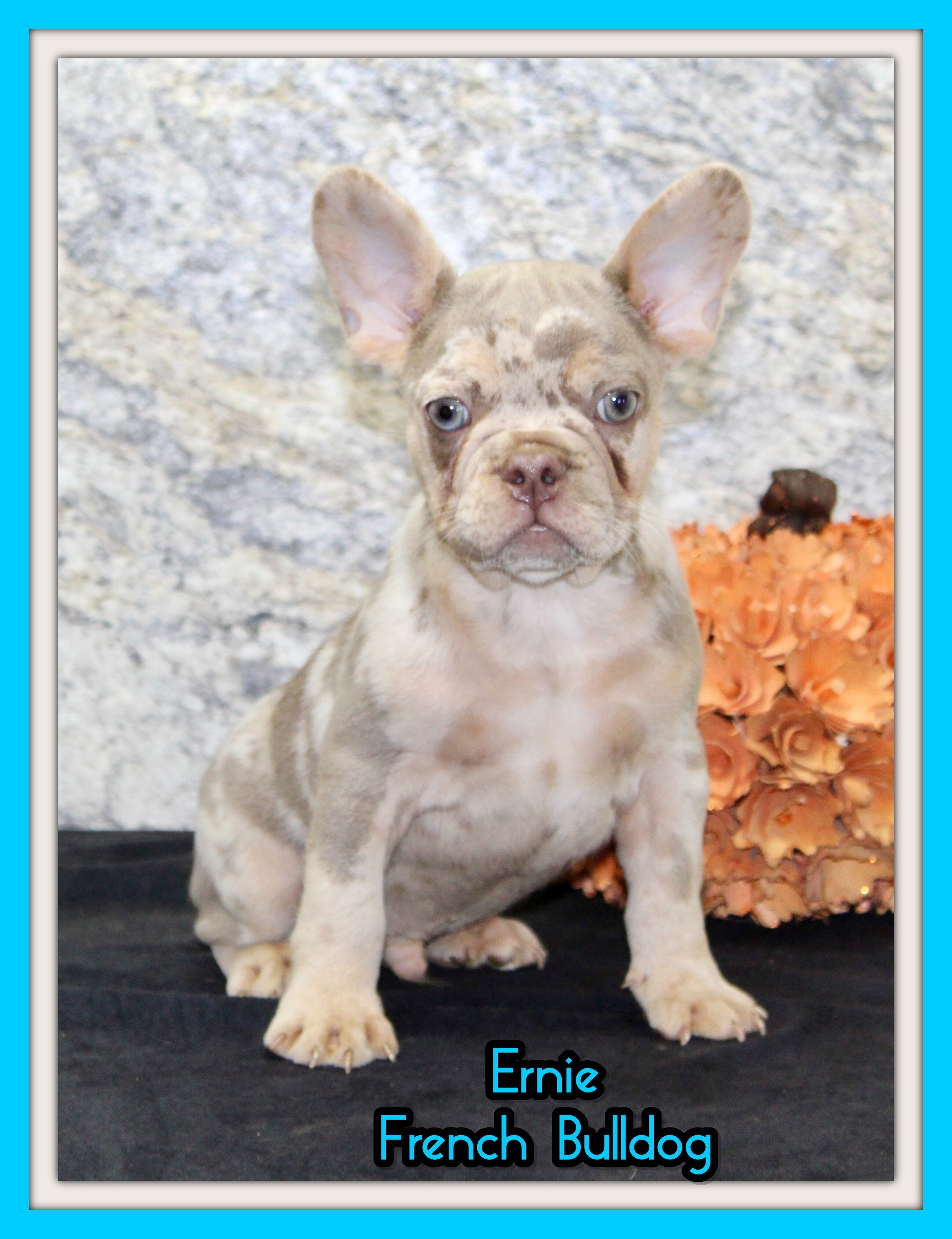 Ernie Male AKC French Bulldog image 1