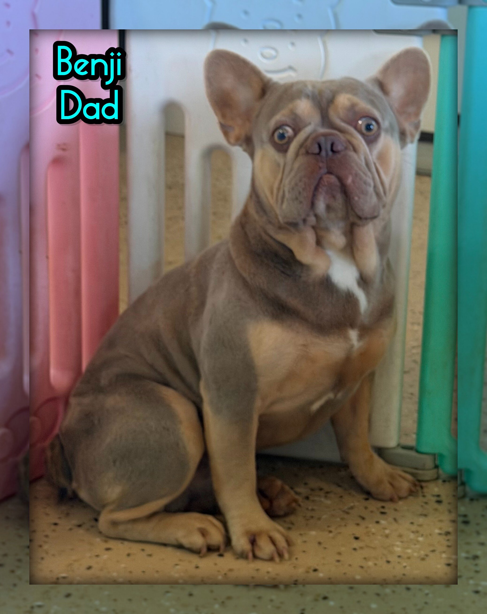 Ernie Male AKC French Bulldog image 9