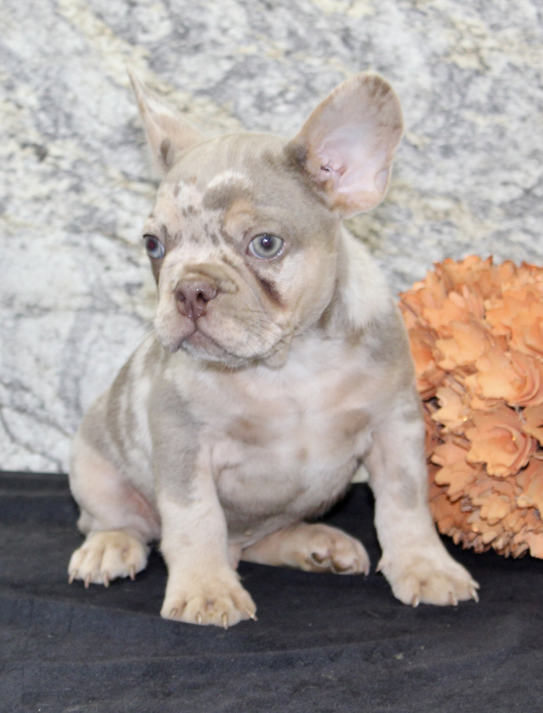Ernie Male AKC French Bulldog image 6