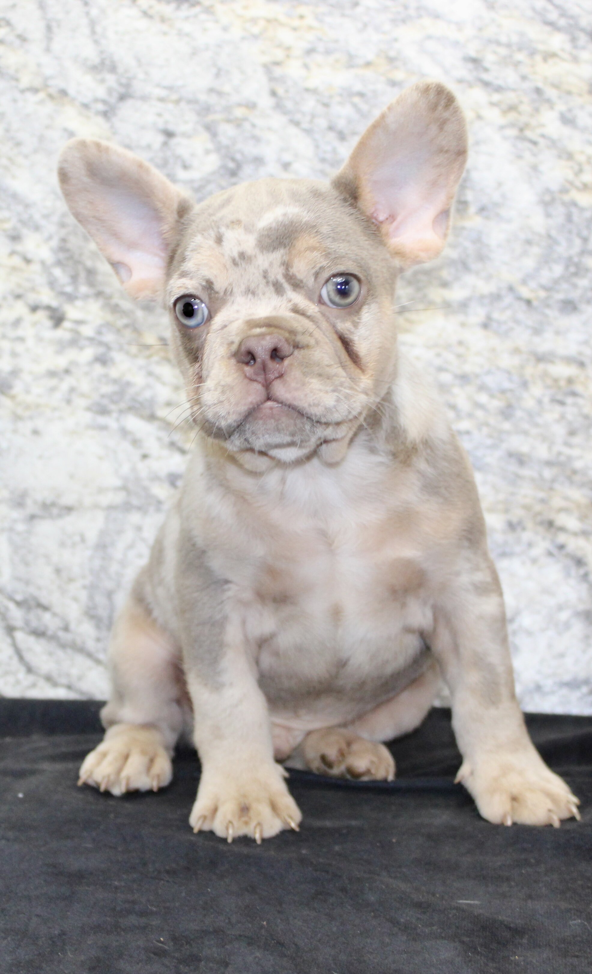 Ernie Male AKC French Bulldog image 4
