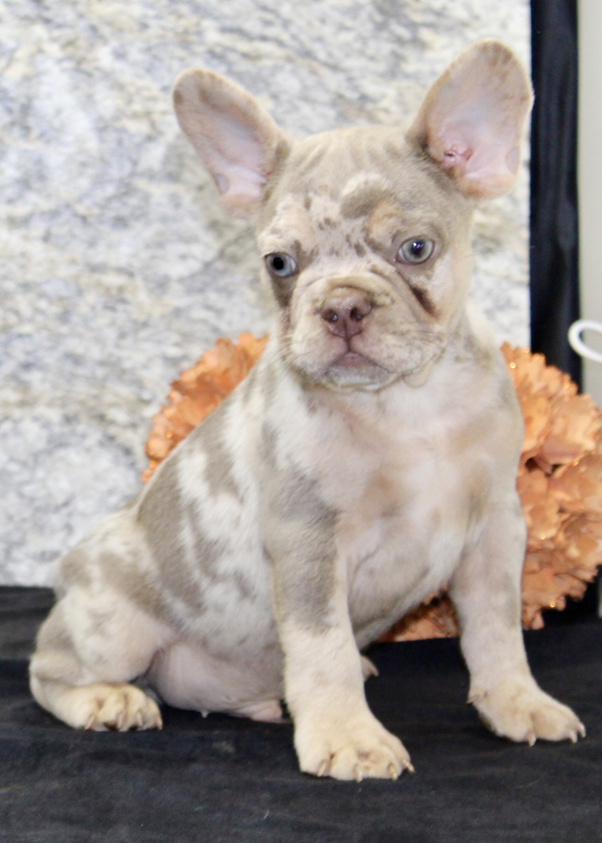 Ernie Male AKC French Bulldog image 5