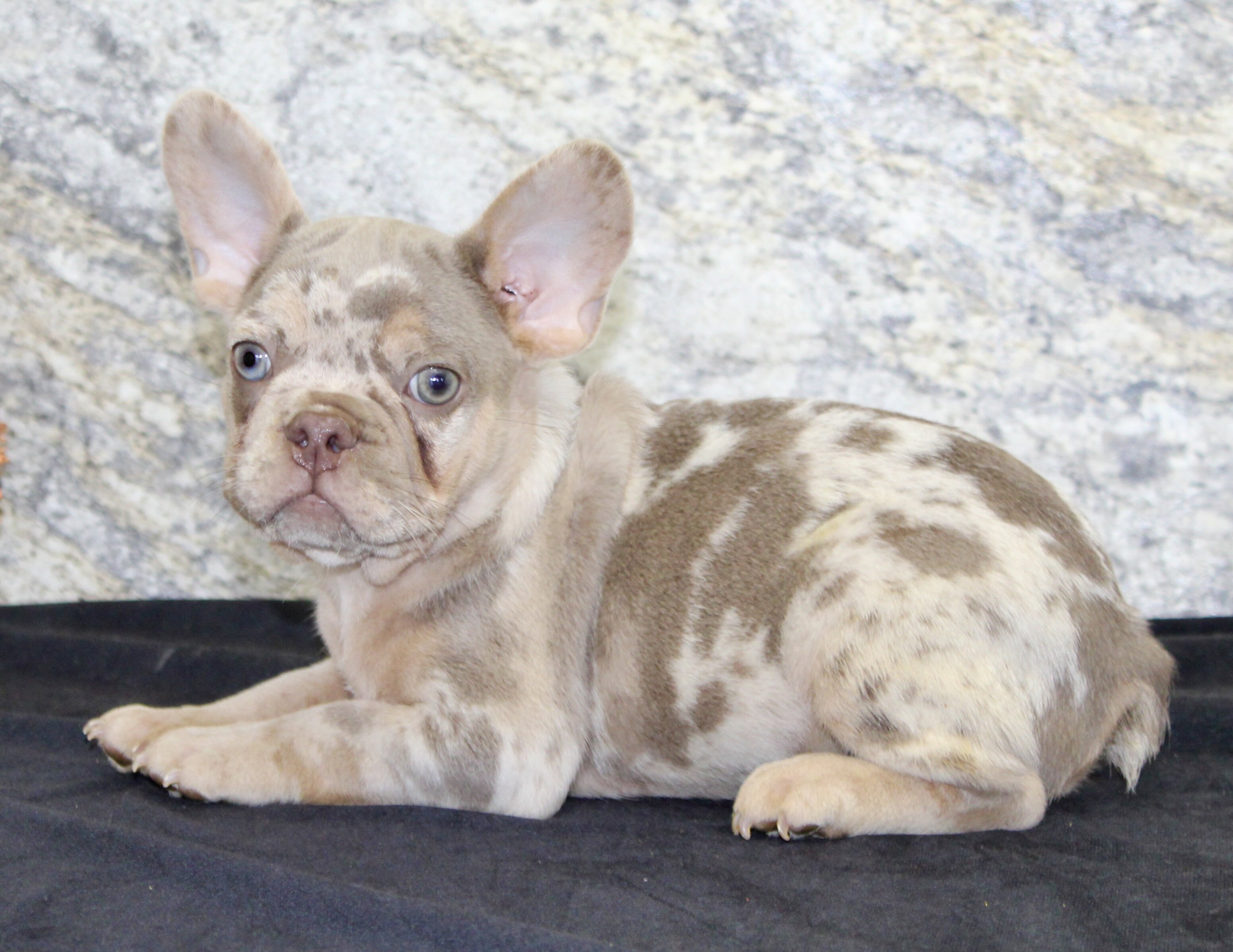Ernie Male AKC French Bulldog image 2