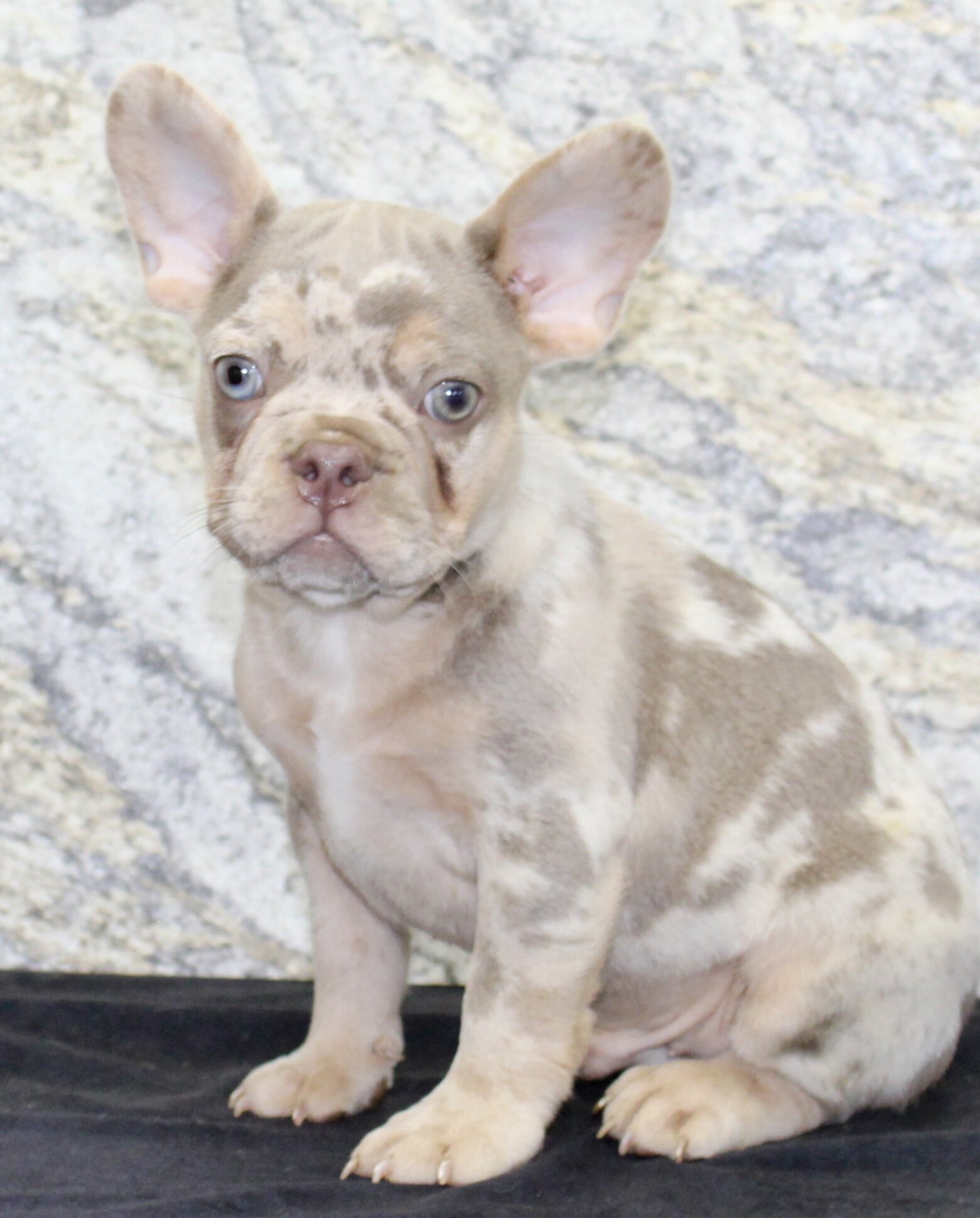 Ernie Male AKC French Bulldog image 3