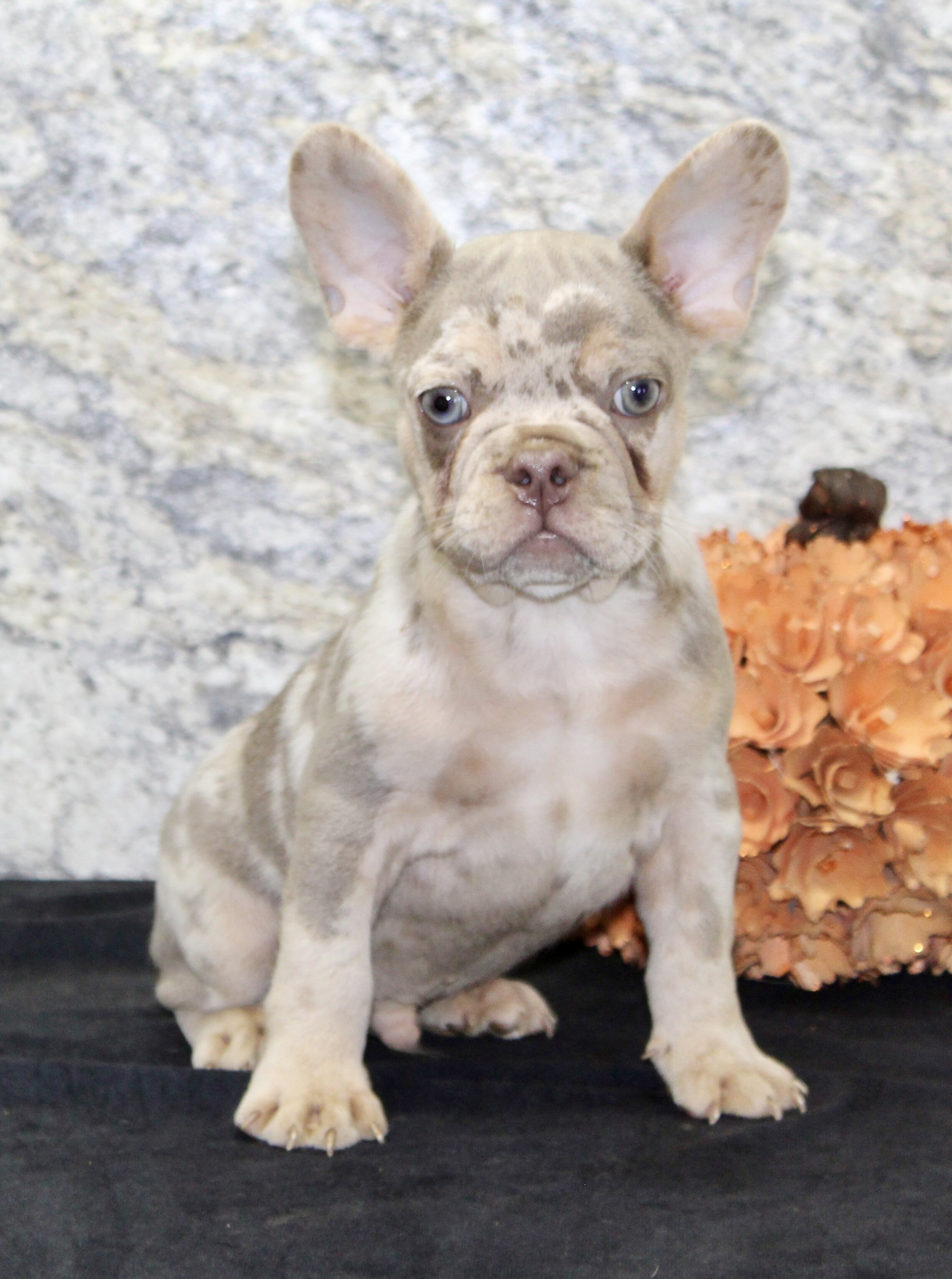 Ernie Male AKC French Bulldog image 7