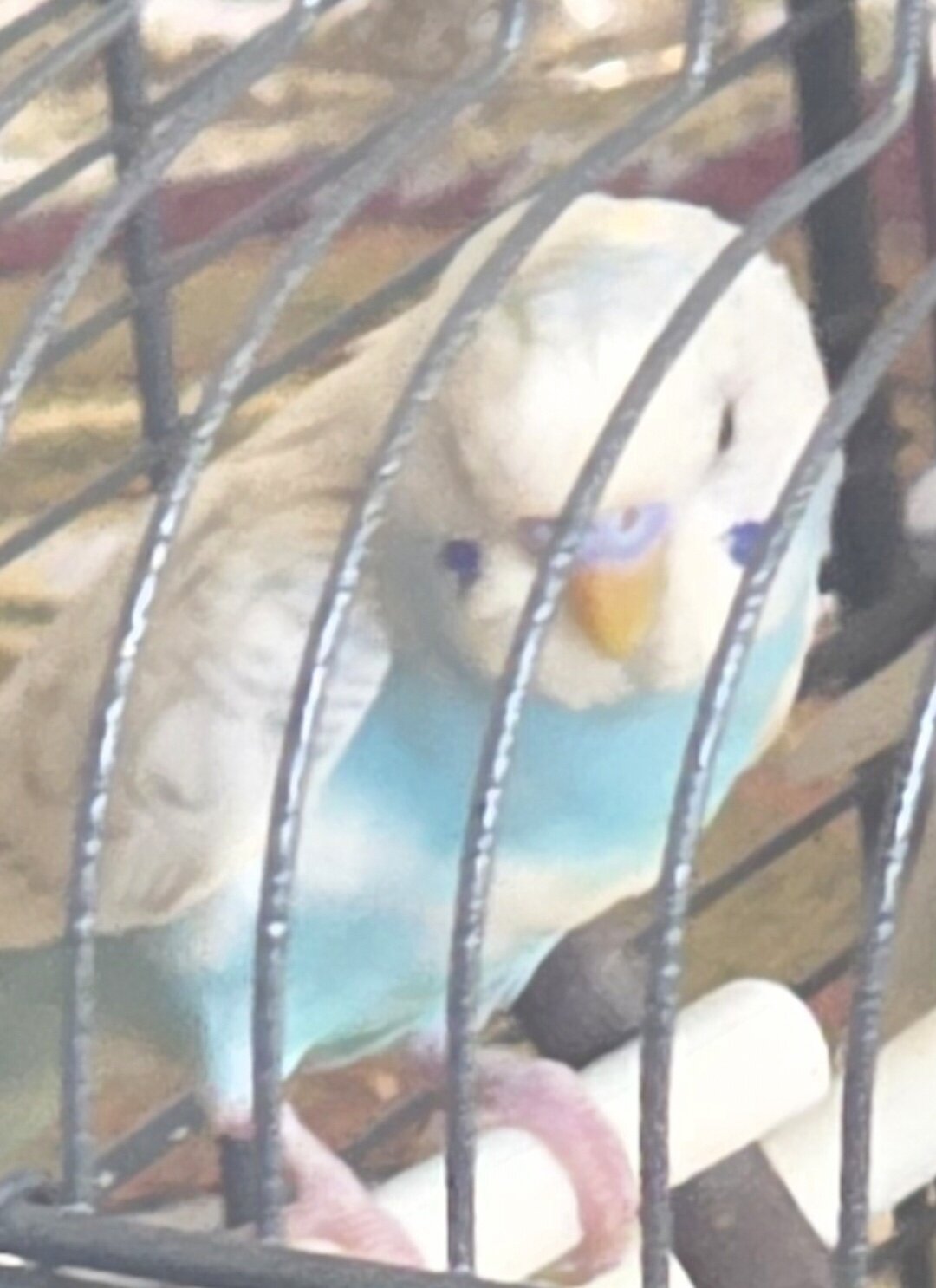 Cute Parakeets image 1