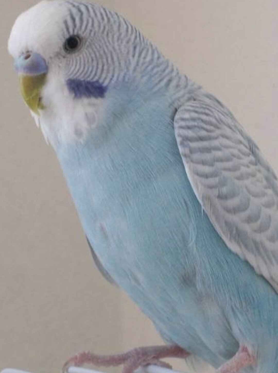 Cute Parakeets image 2