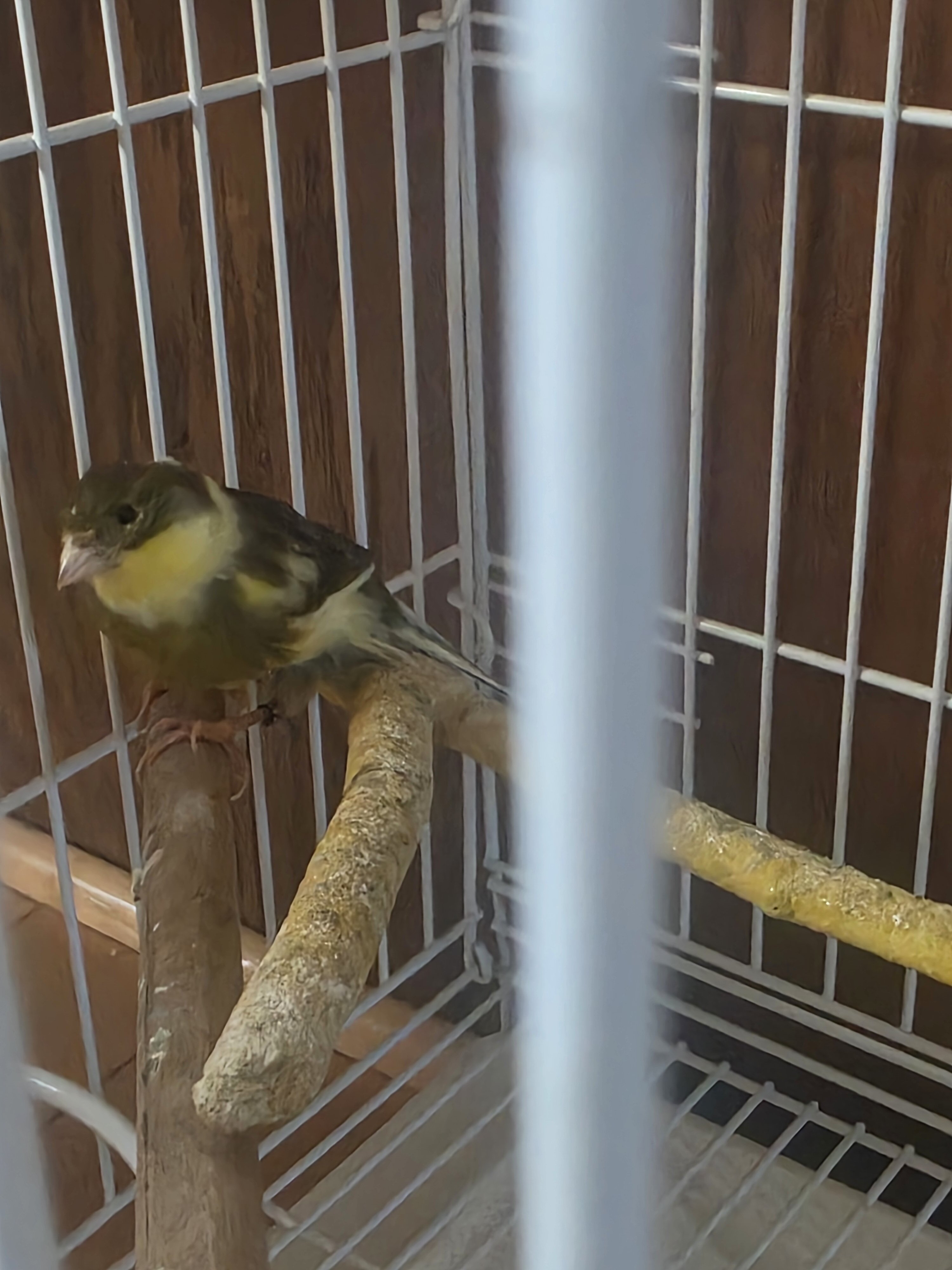 Canary image 2