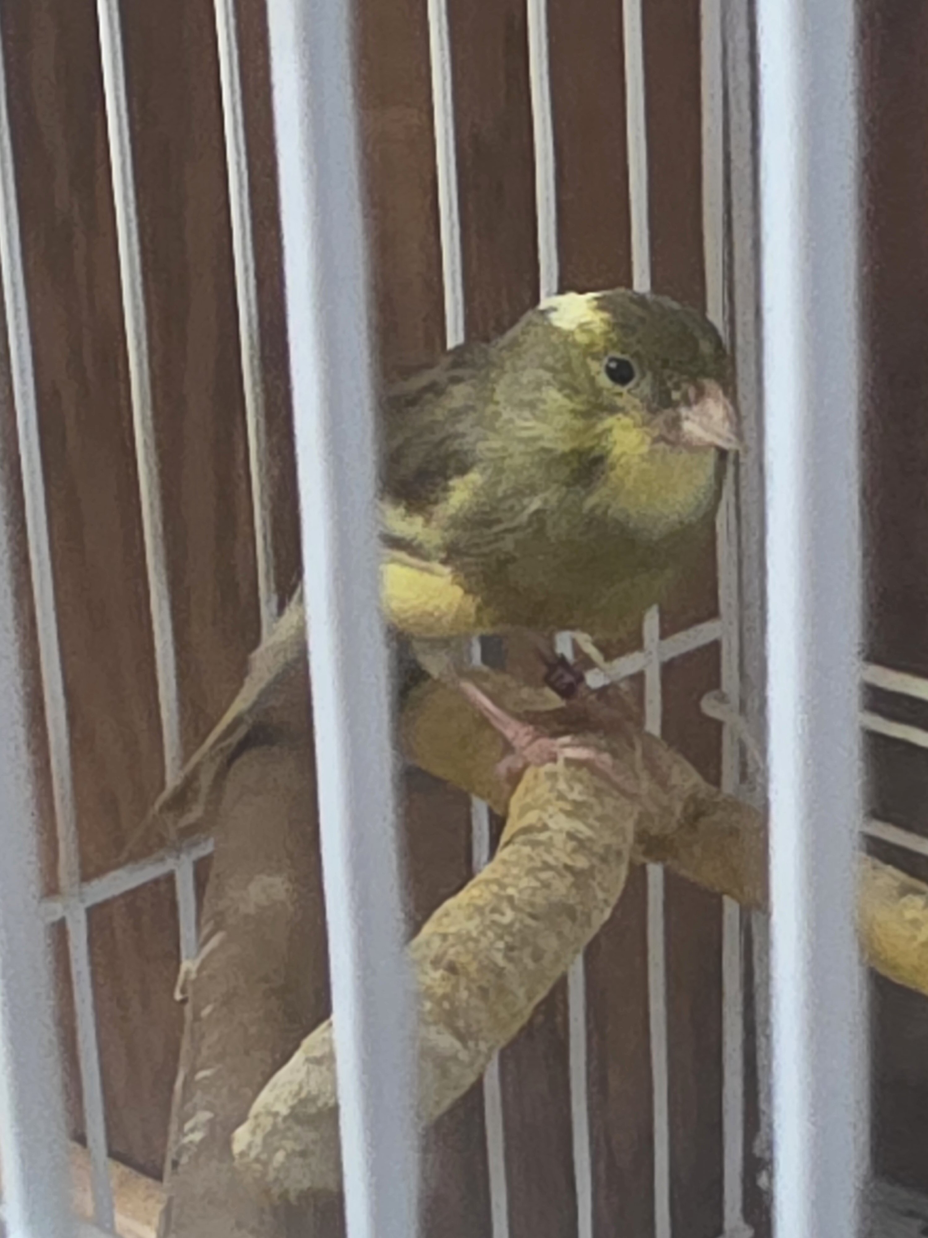 Canary image 1