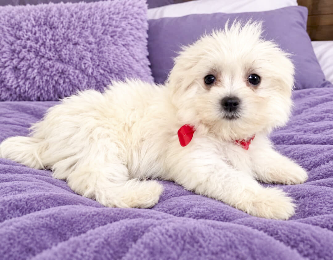 Dolly image 1