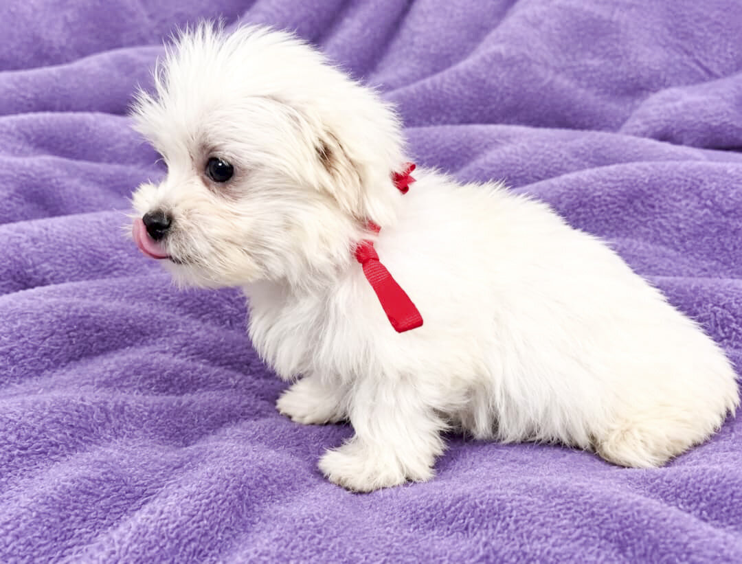 Dolly image 2