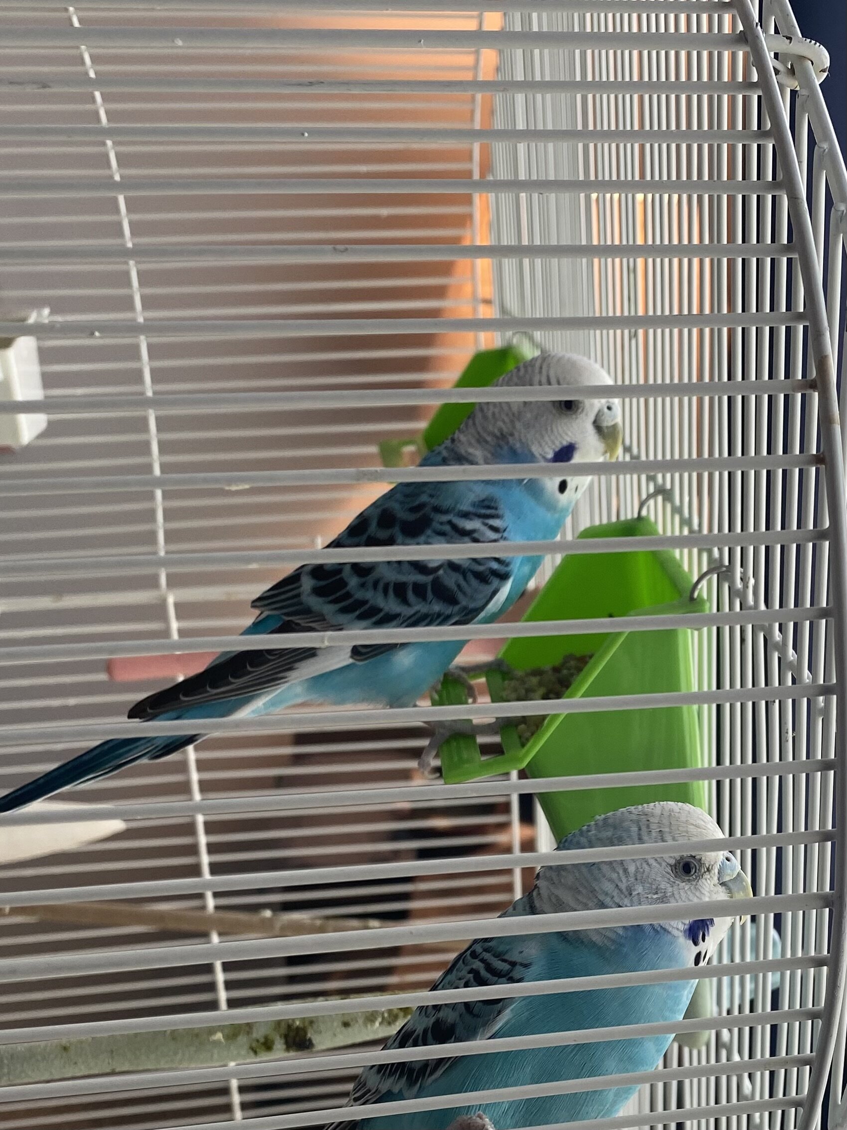 2 Parakeets - free image 1