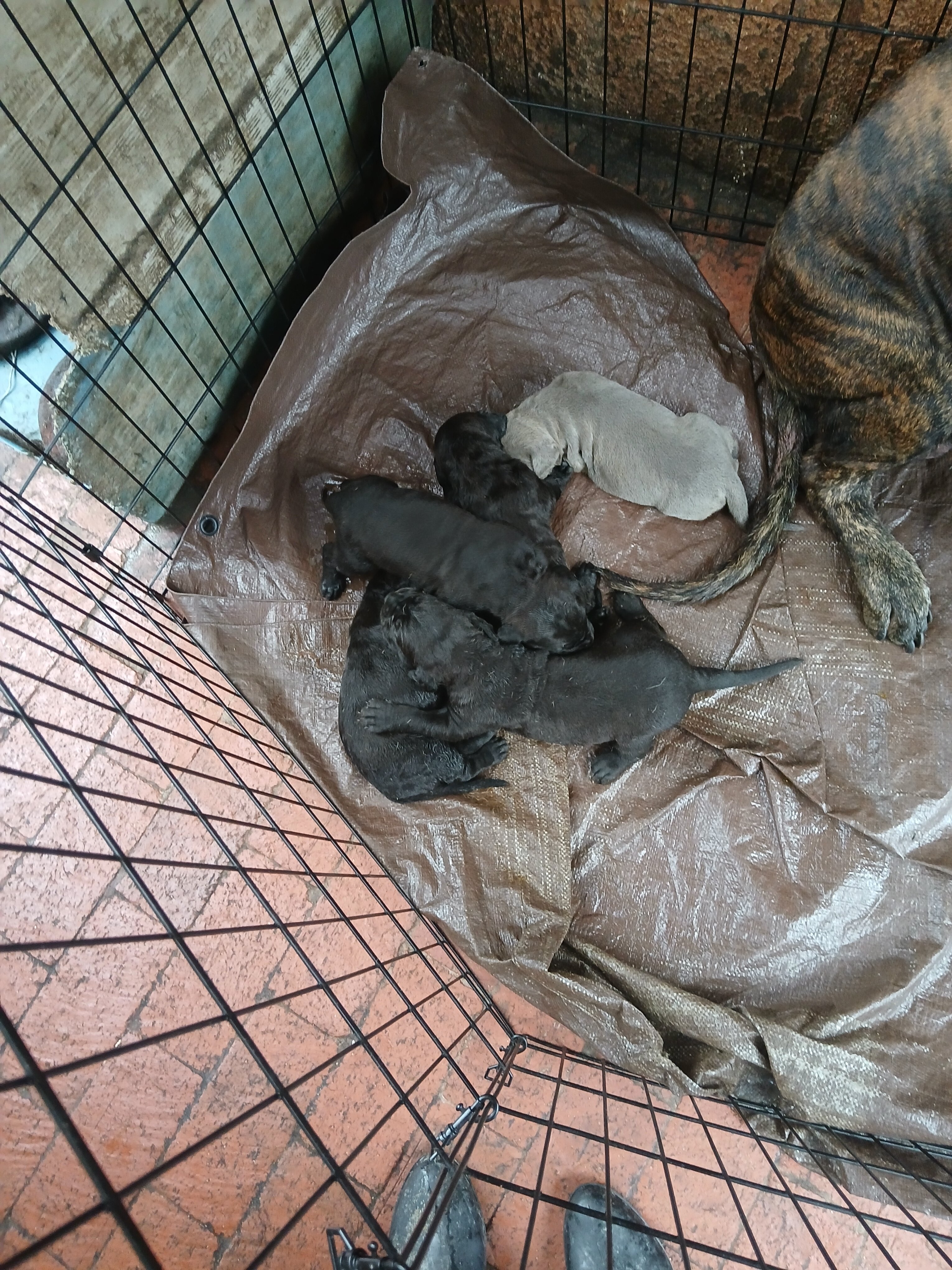 Puppies image 1