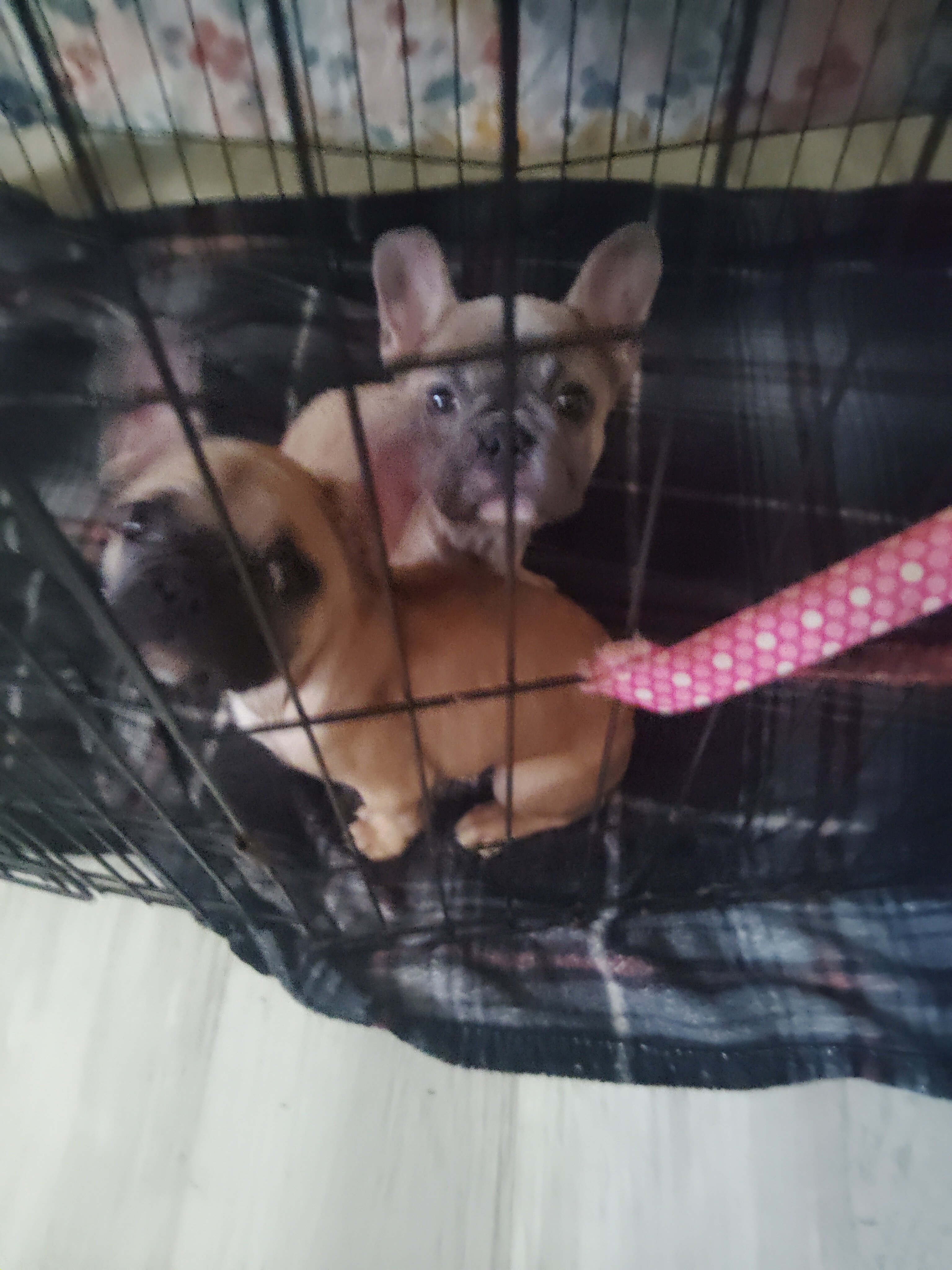Fluffy Frenchie puppies image 1