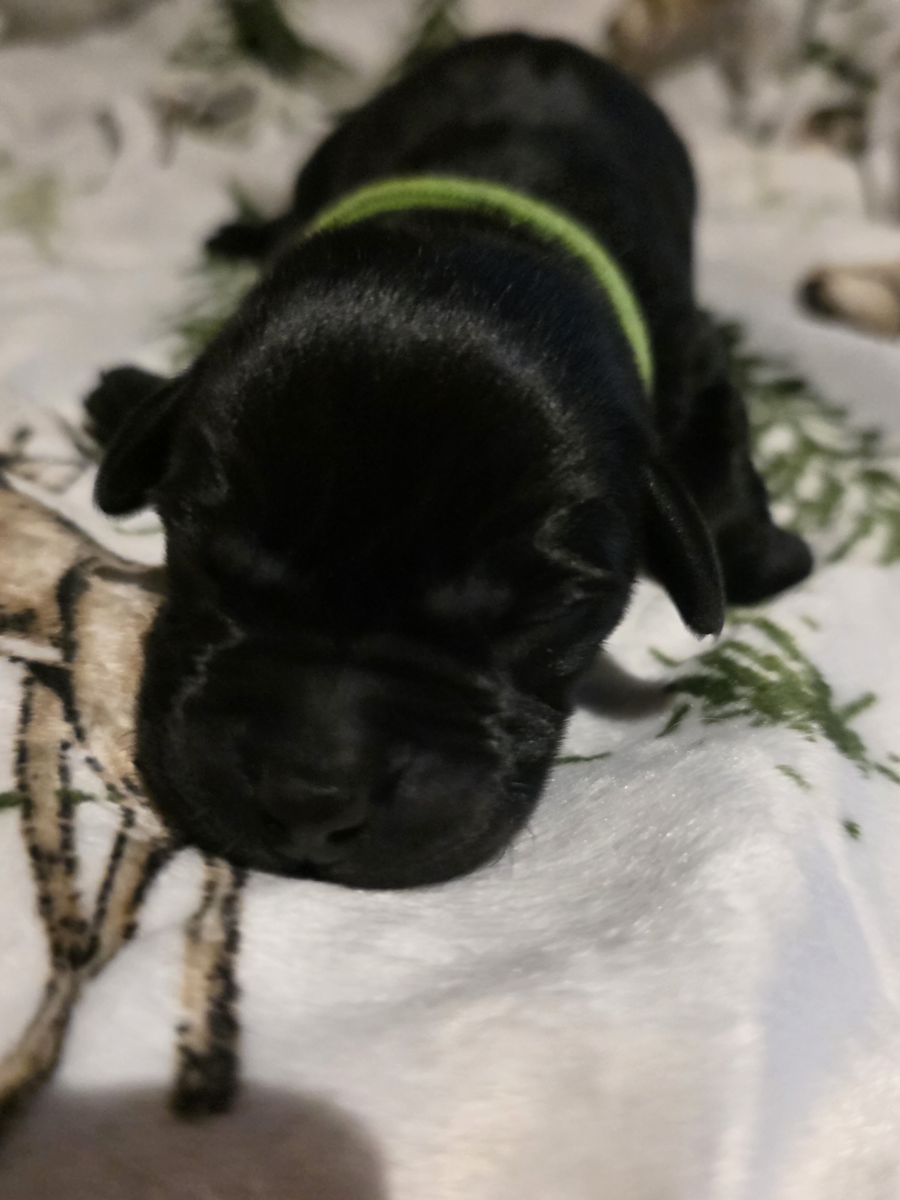 Black Lab puppies image 1
