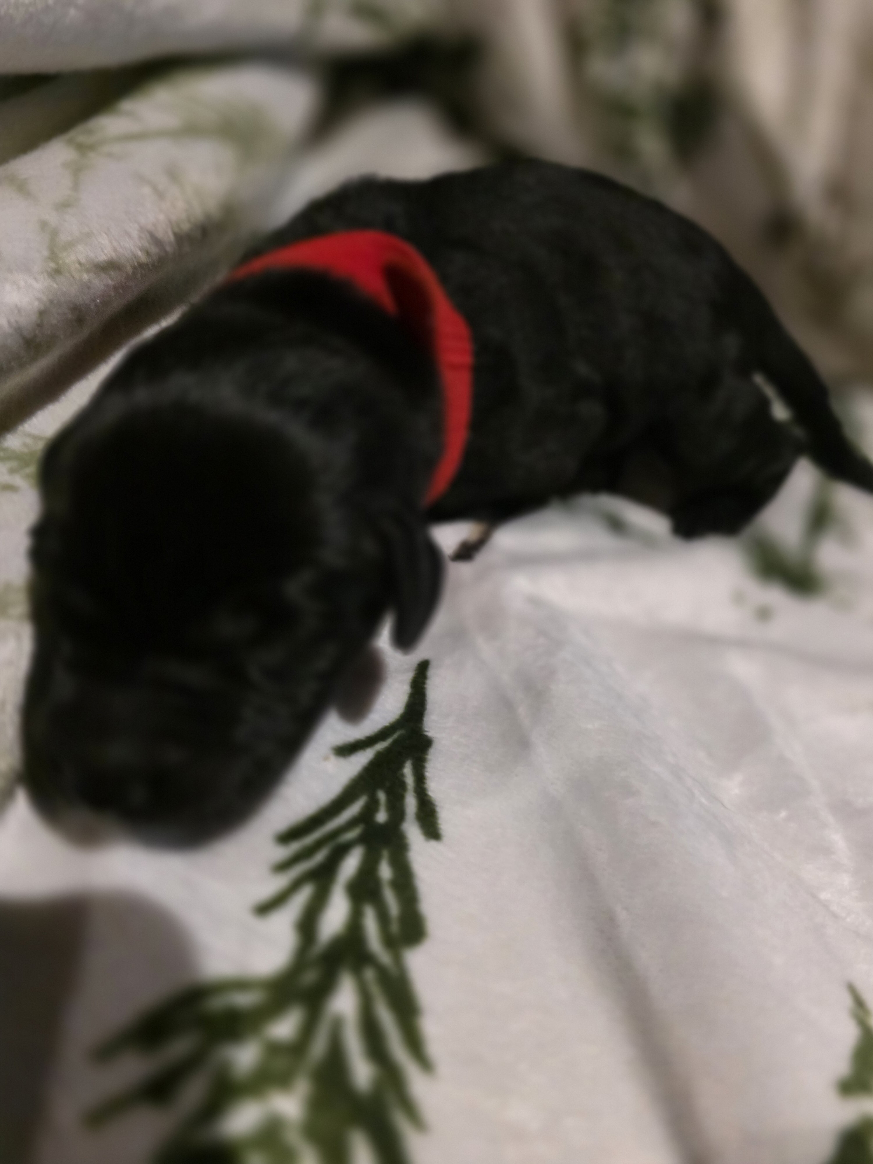 Black Lab puppies image 2