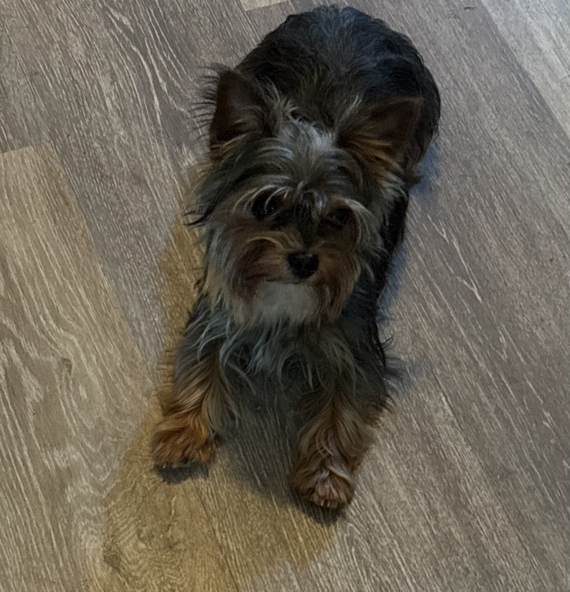Yorkie image 1