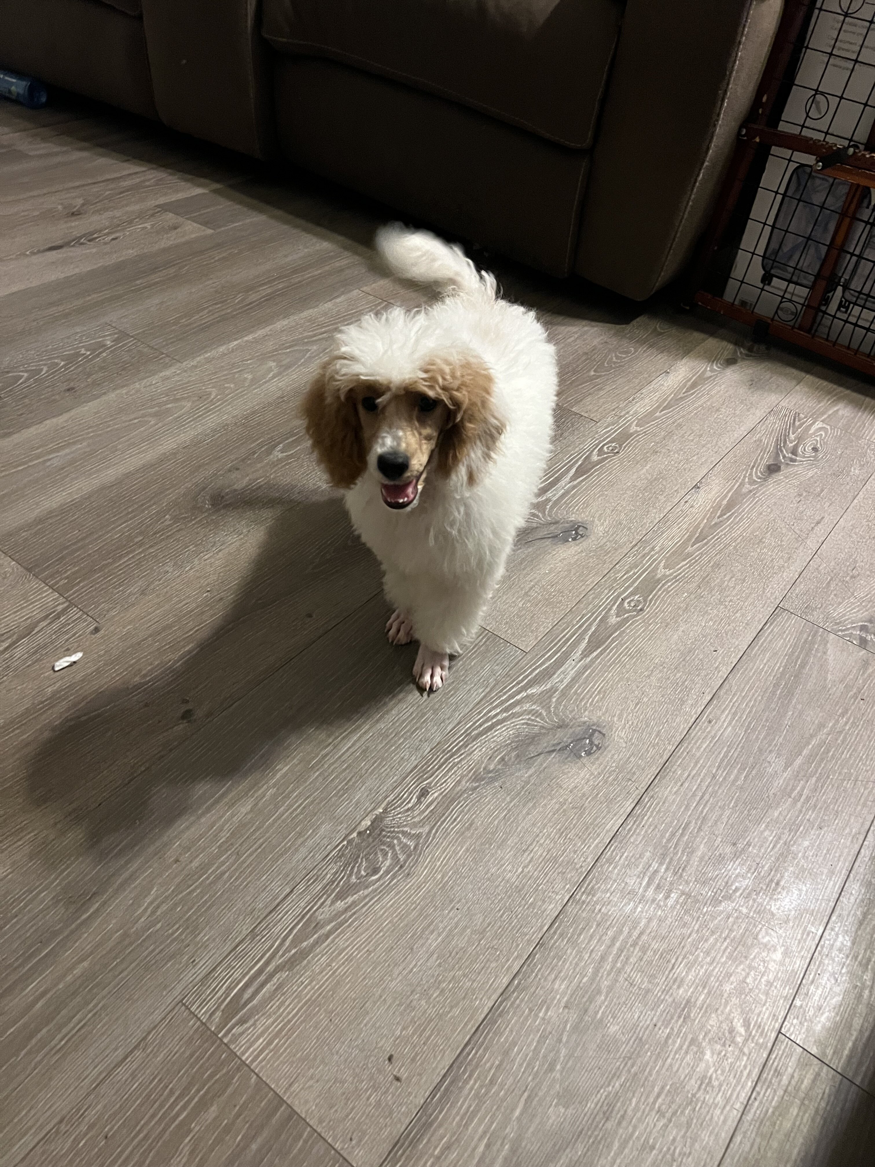 Mini poodle image 3