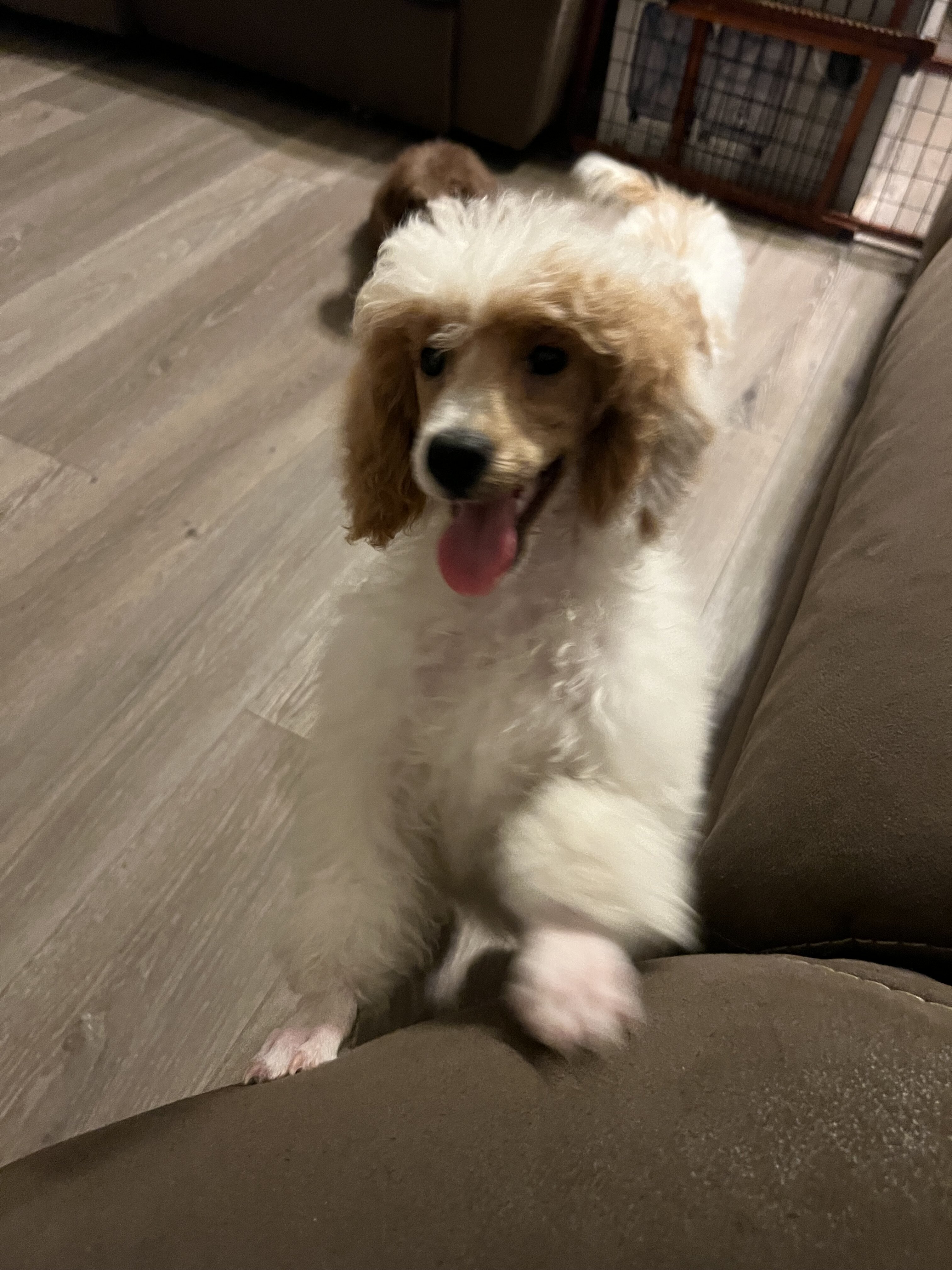 Mini poodle image 2