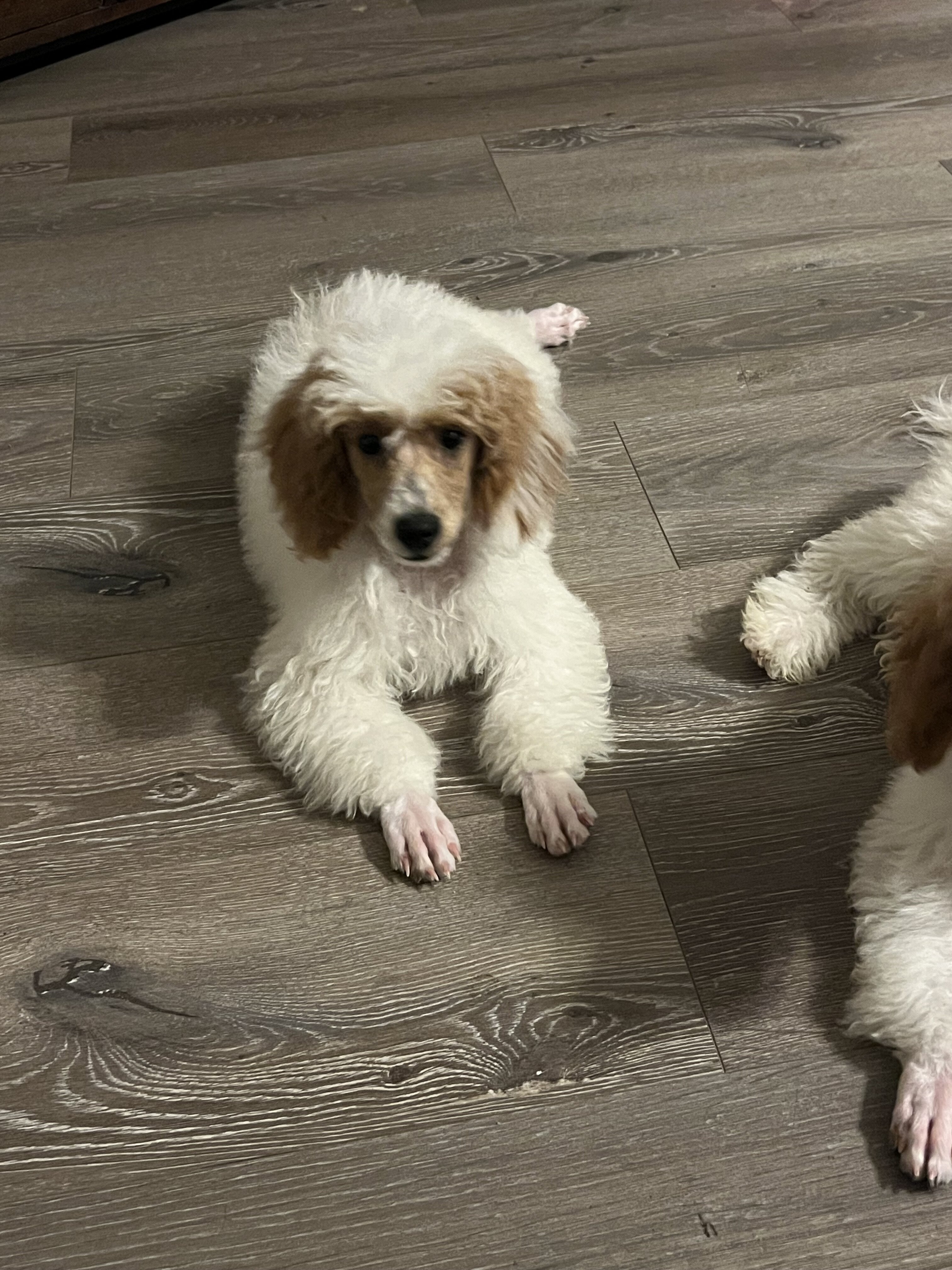 Mini poodle image 1