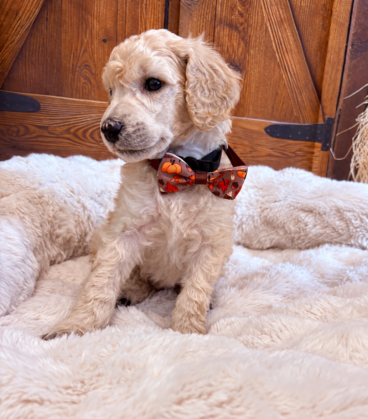 Standard Poodle image 2