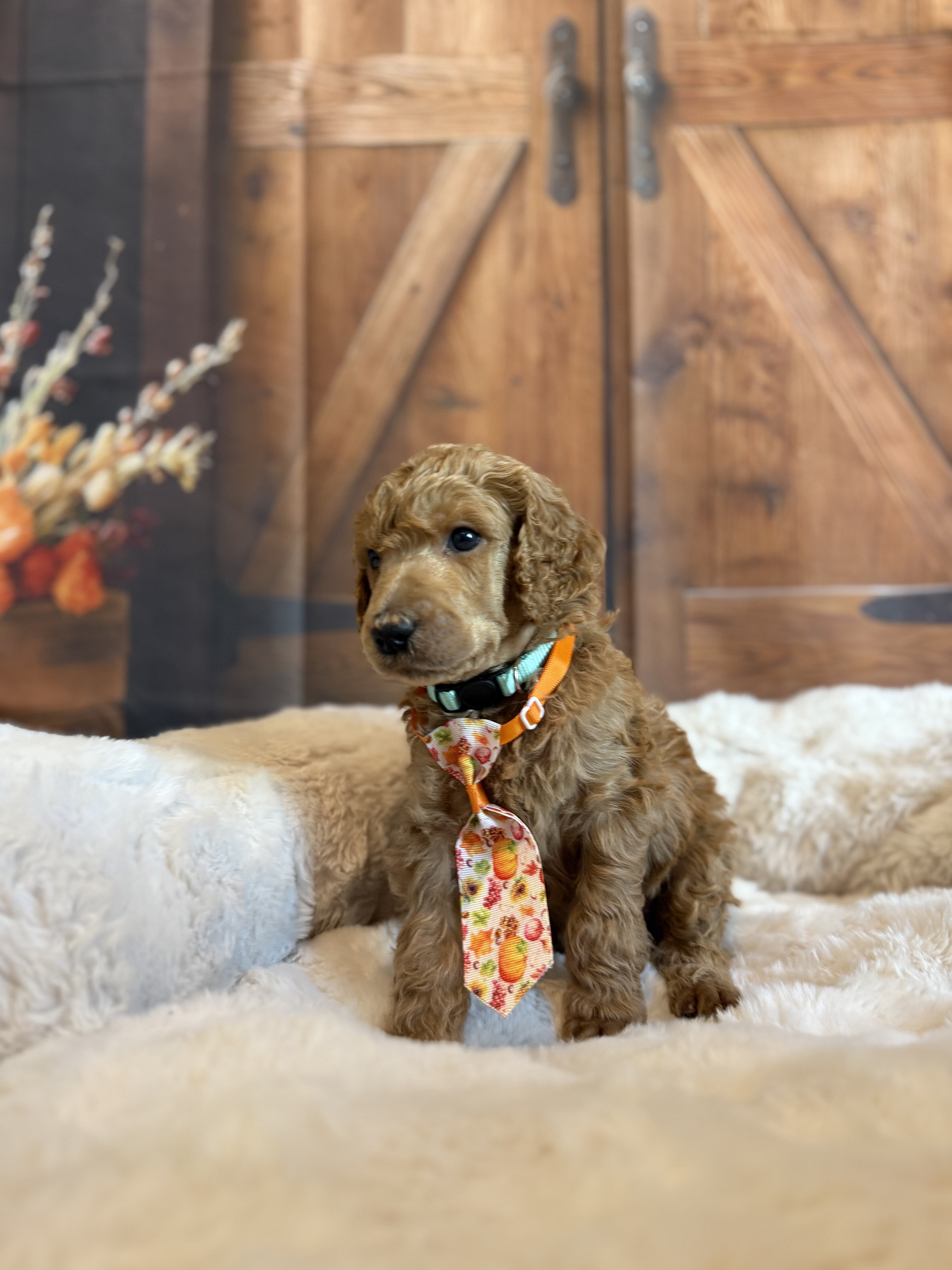 Standard Poodle image 7