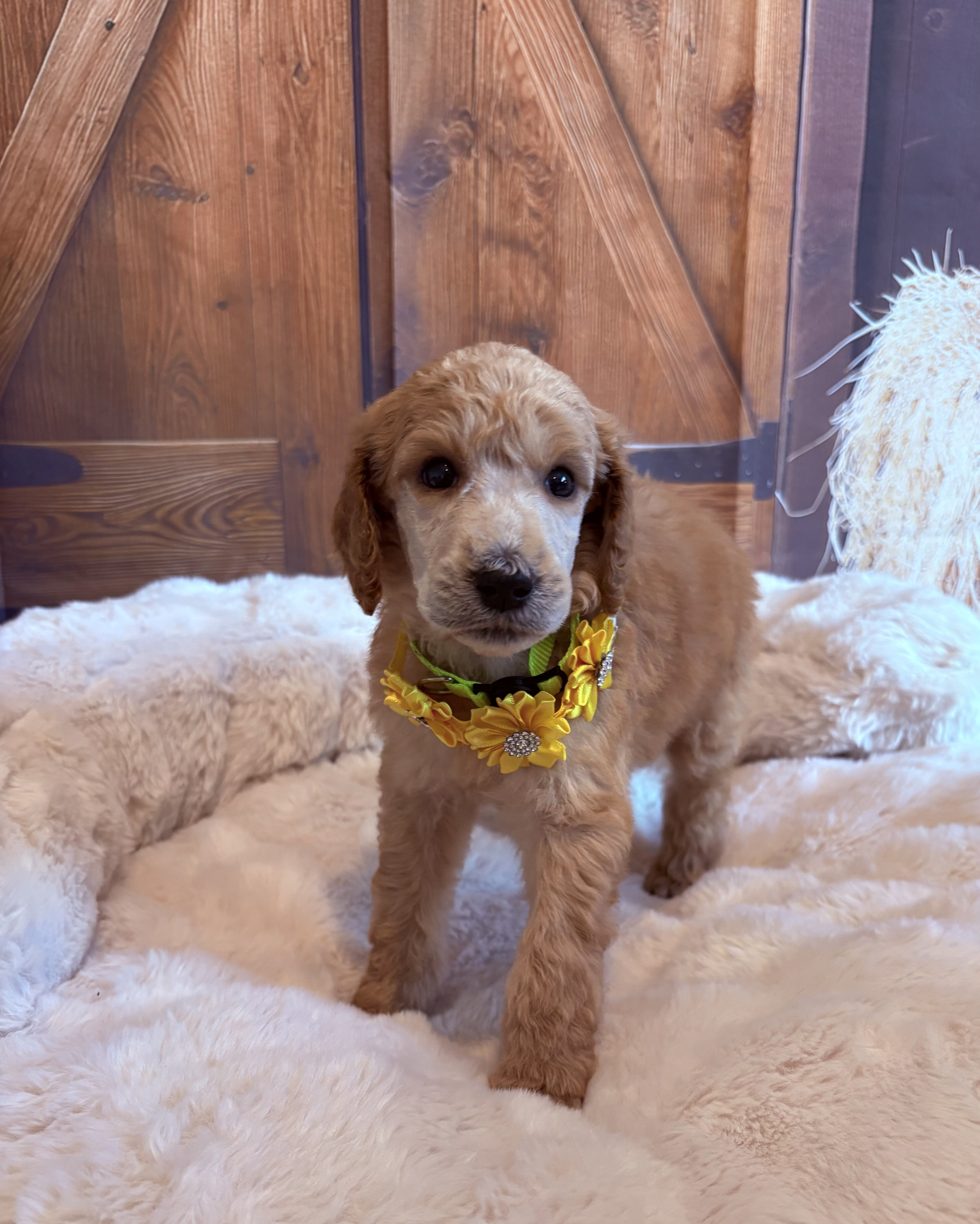 Standard Poodle image 1