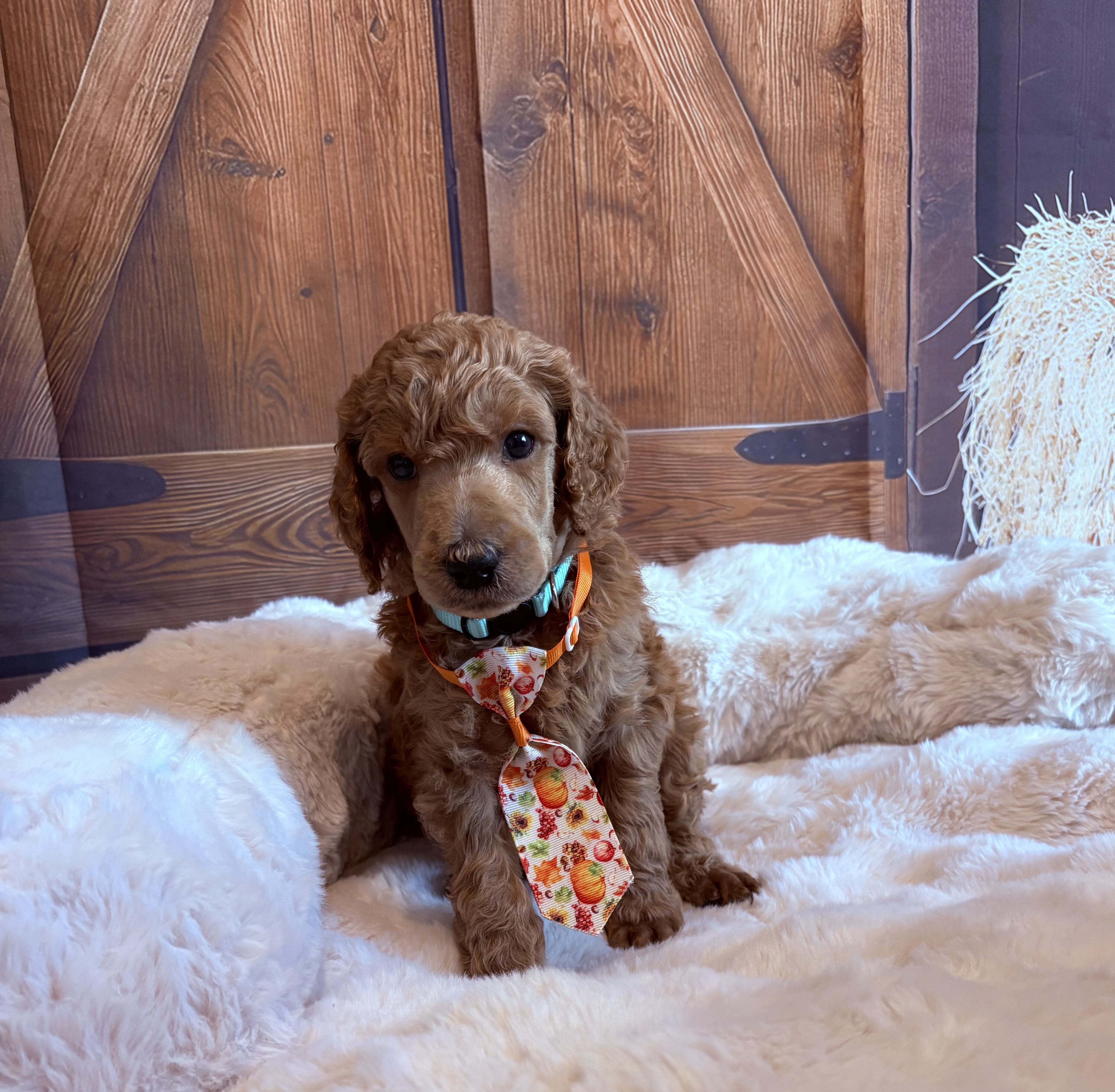 Standard Poodle image 6