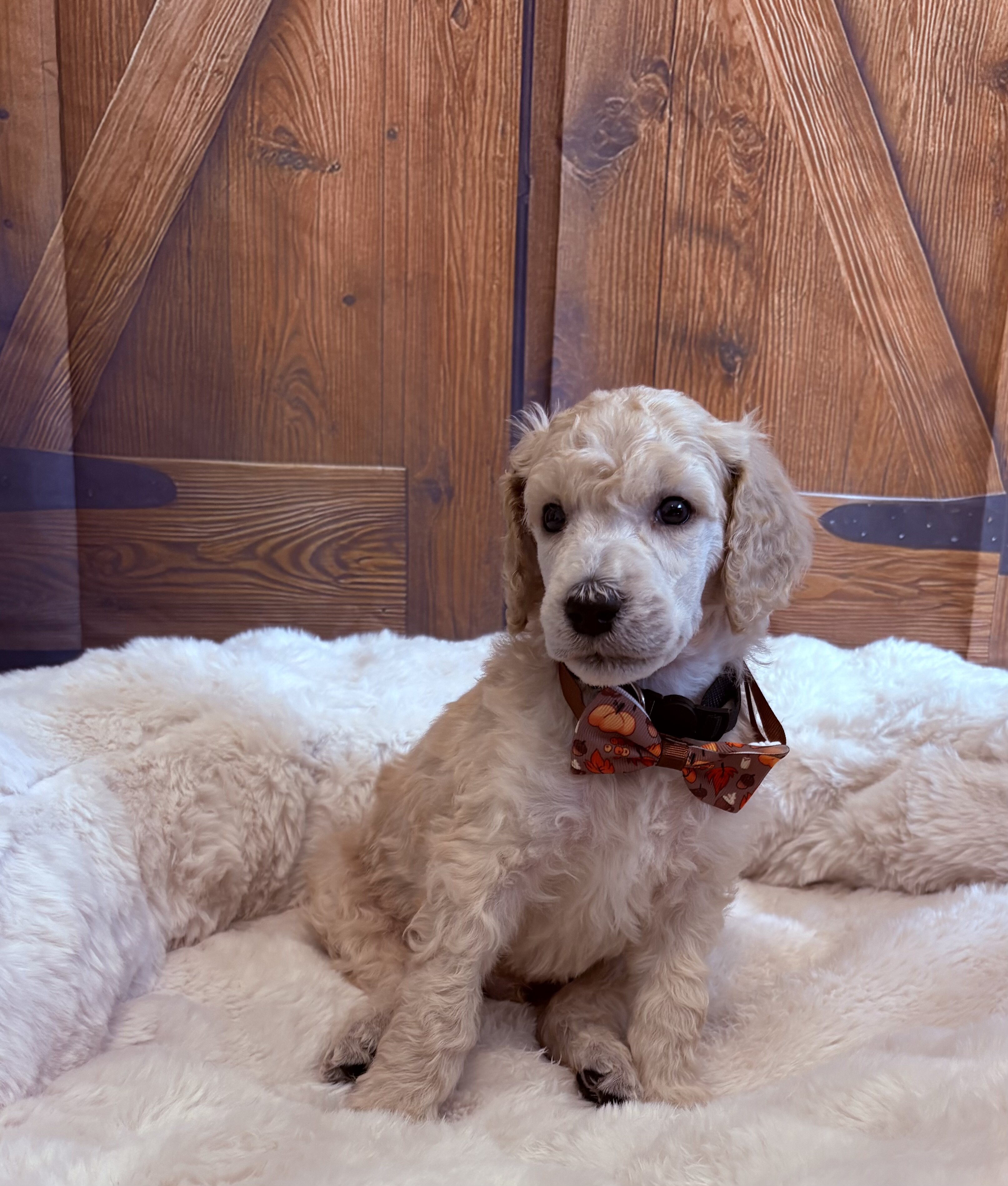 Standard Poodle image 5
