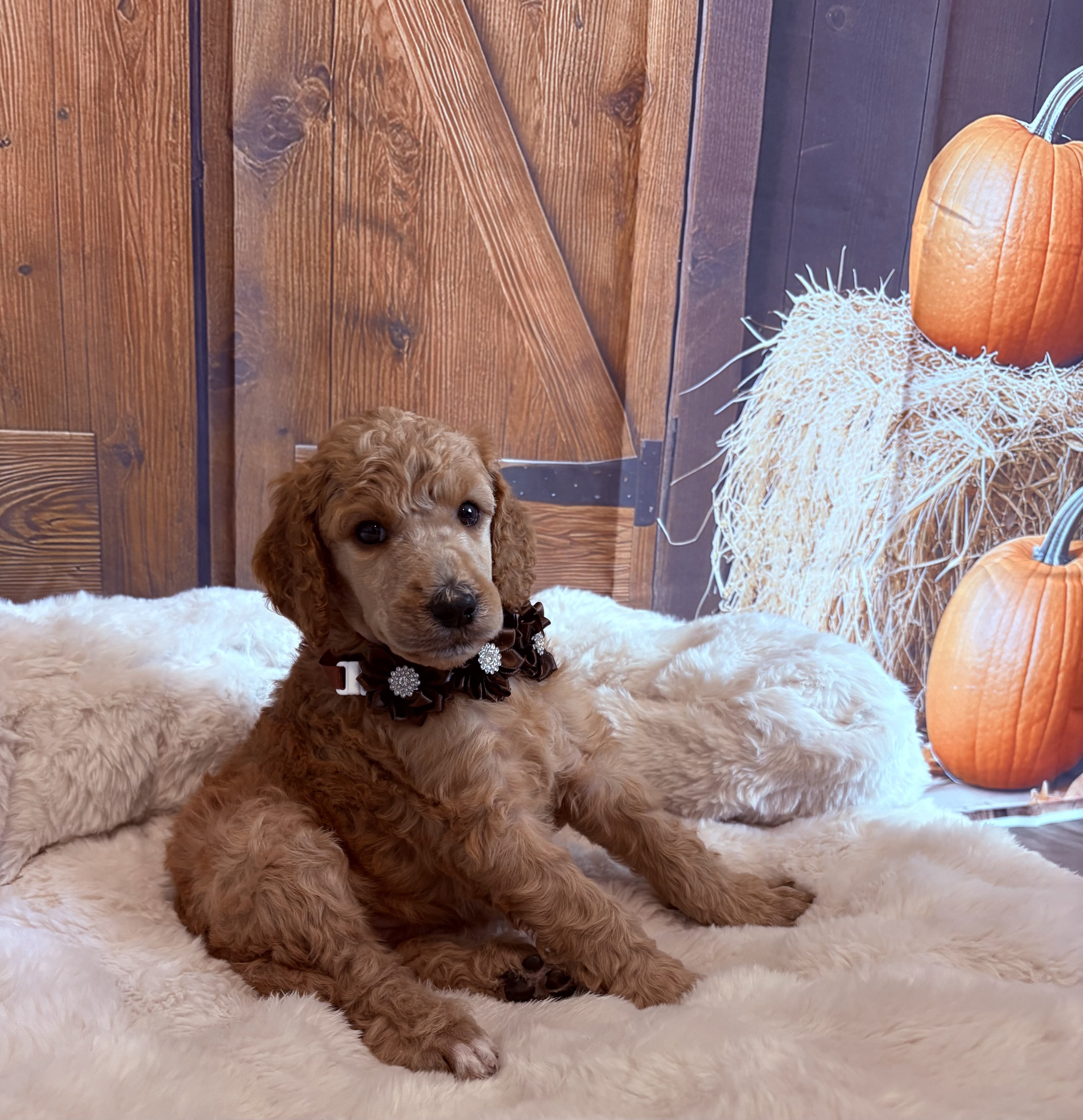 Standard Poodle image 3